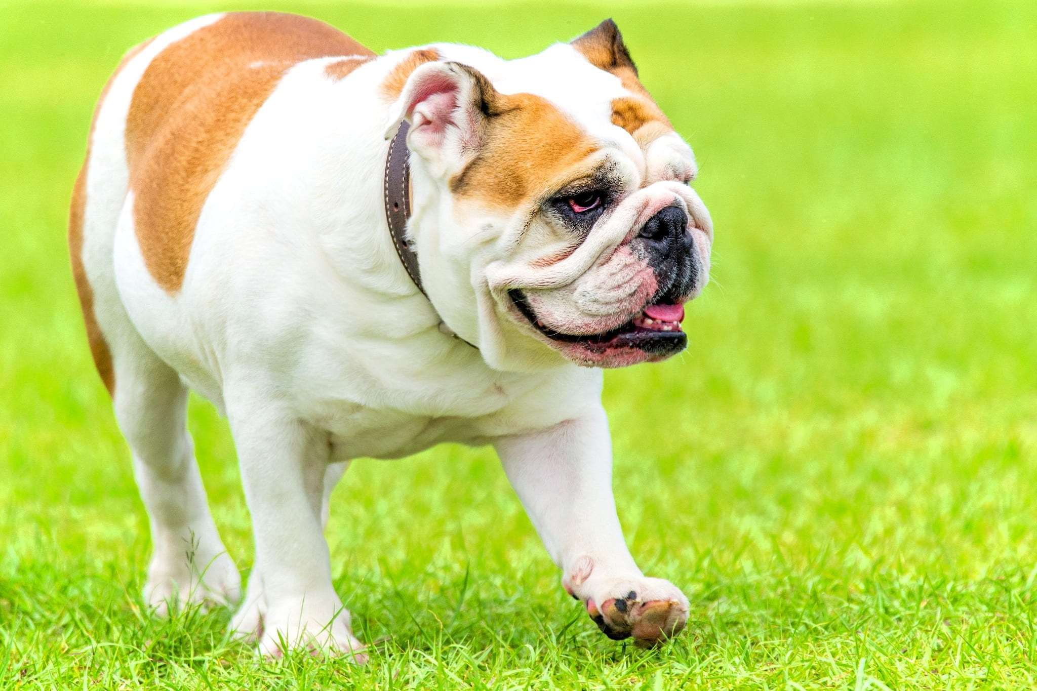 english bulldog, nature, looking away, bully, mammal, animal, green color, one animal, plant, walking, brown, domestic, english, looking, grass, no people, HD Wallpaper