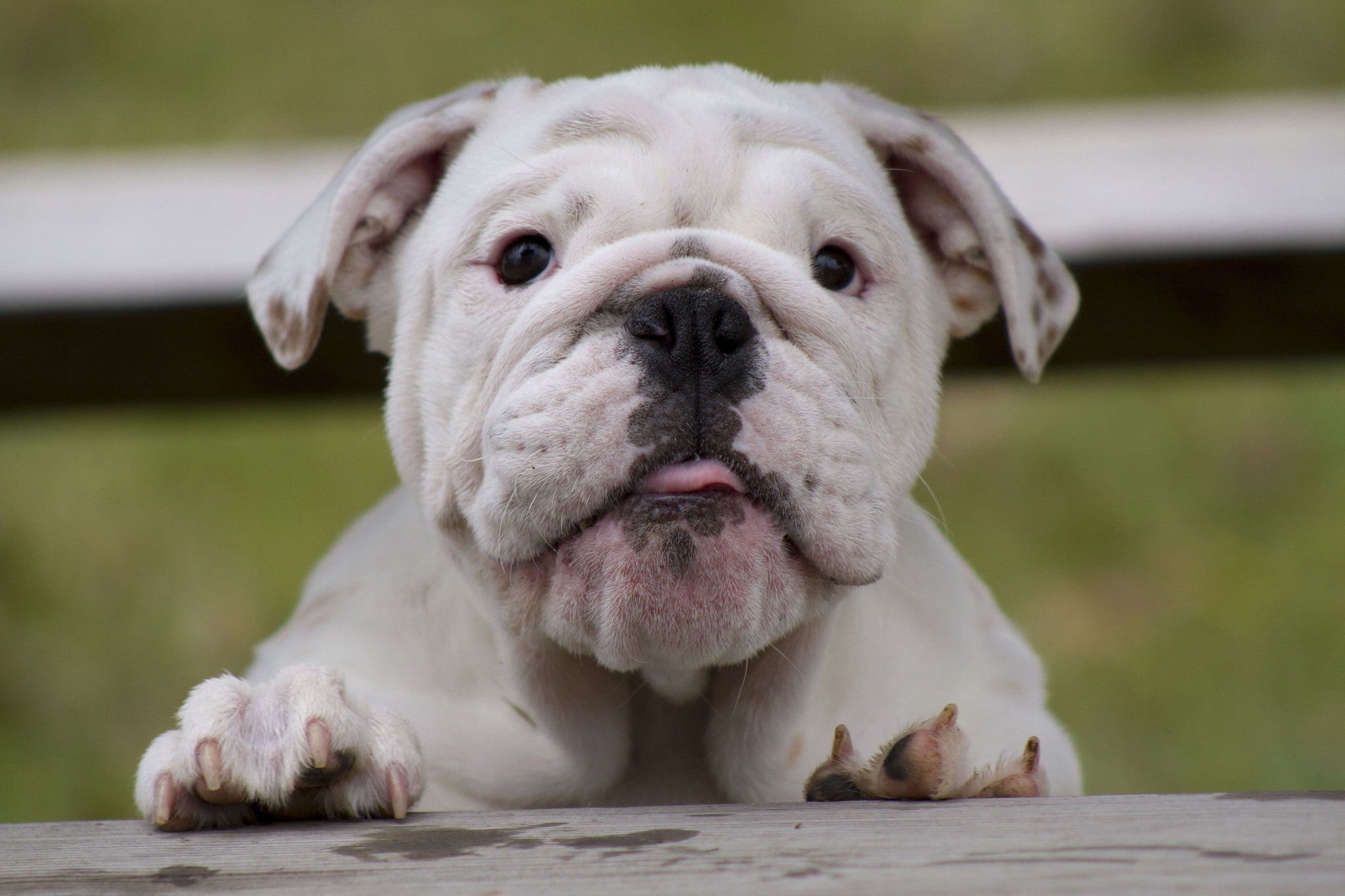 purebred Dog, 1080P, portrait, face, canine, brown, animal, puppy, mammal, english, dog, outdoors, watch, domestic, no people, animal body part, focus on foreground, HD Wallpaper