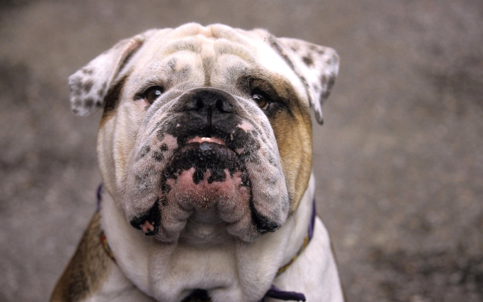wrinkled, vertebrate, mammal, friendship, cute, focus on foreground, puppy, adult, domestic, close-up, animal, old, day, animal Head, tan, front view, canine, HD Wallpaper