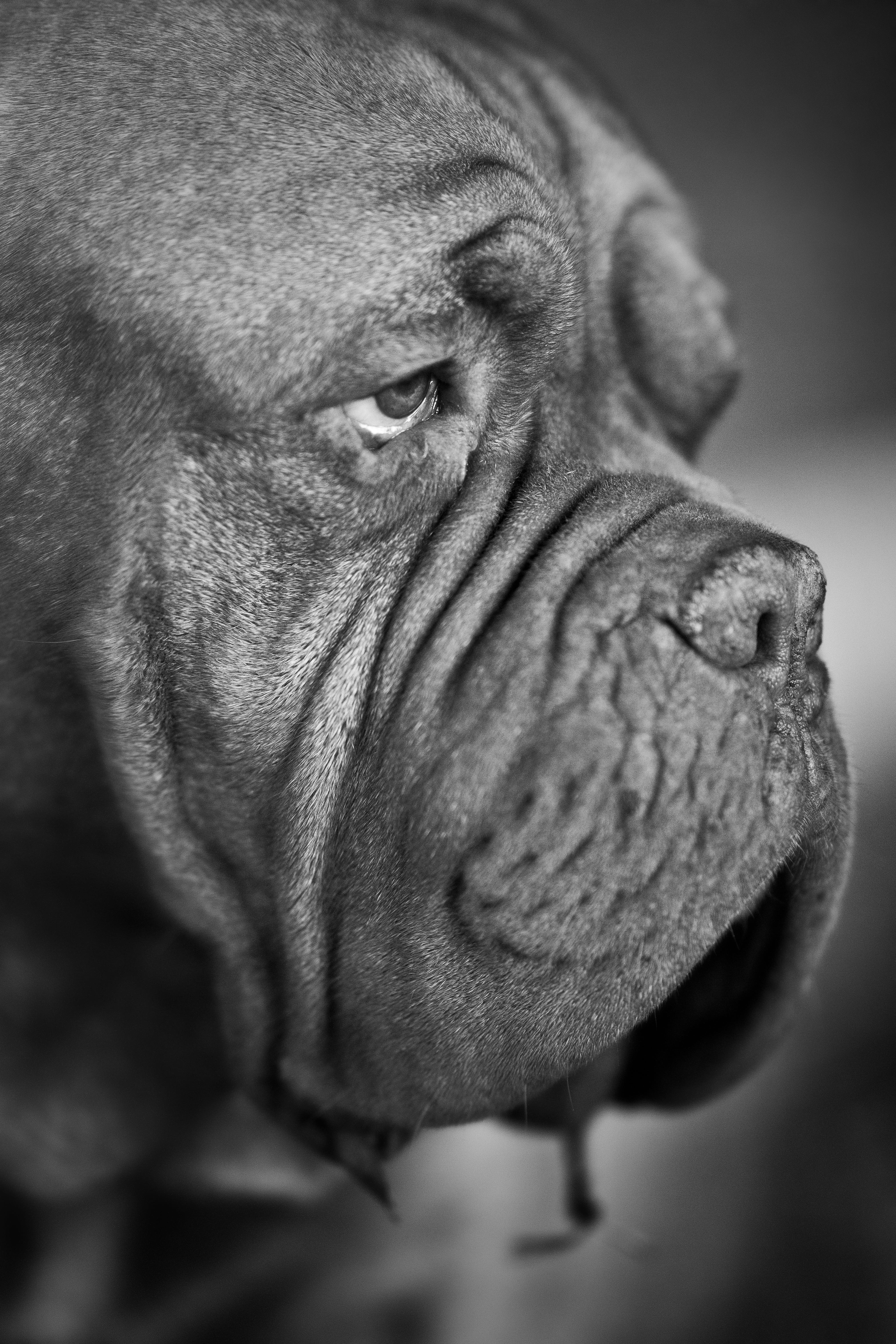 domestic, french, pets, brown, animals in the wild, Portrait, photography, eye, domestic Animals, wrinkled, close-up, beautiful, animal, close, canine, Phone HD Wallpaper