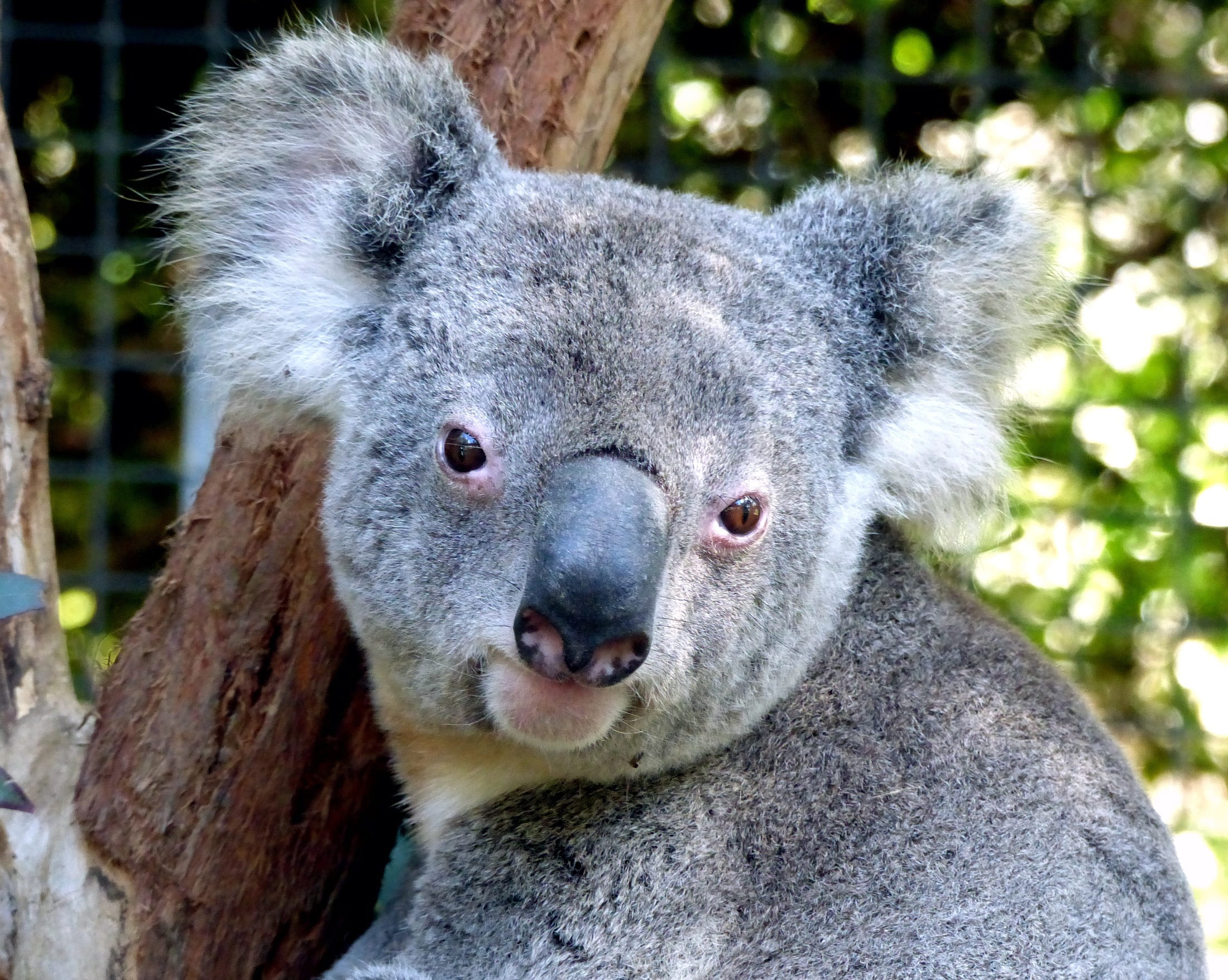 large, marsupial, 1080P, no people, animal wildlife, close-up, herbivorous, nature, animal themes, fluffy, australia, animal body part, day, portrait, HD Wallpaper
