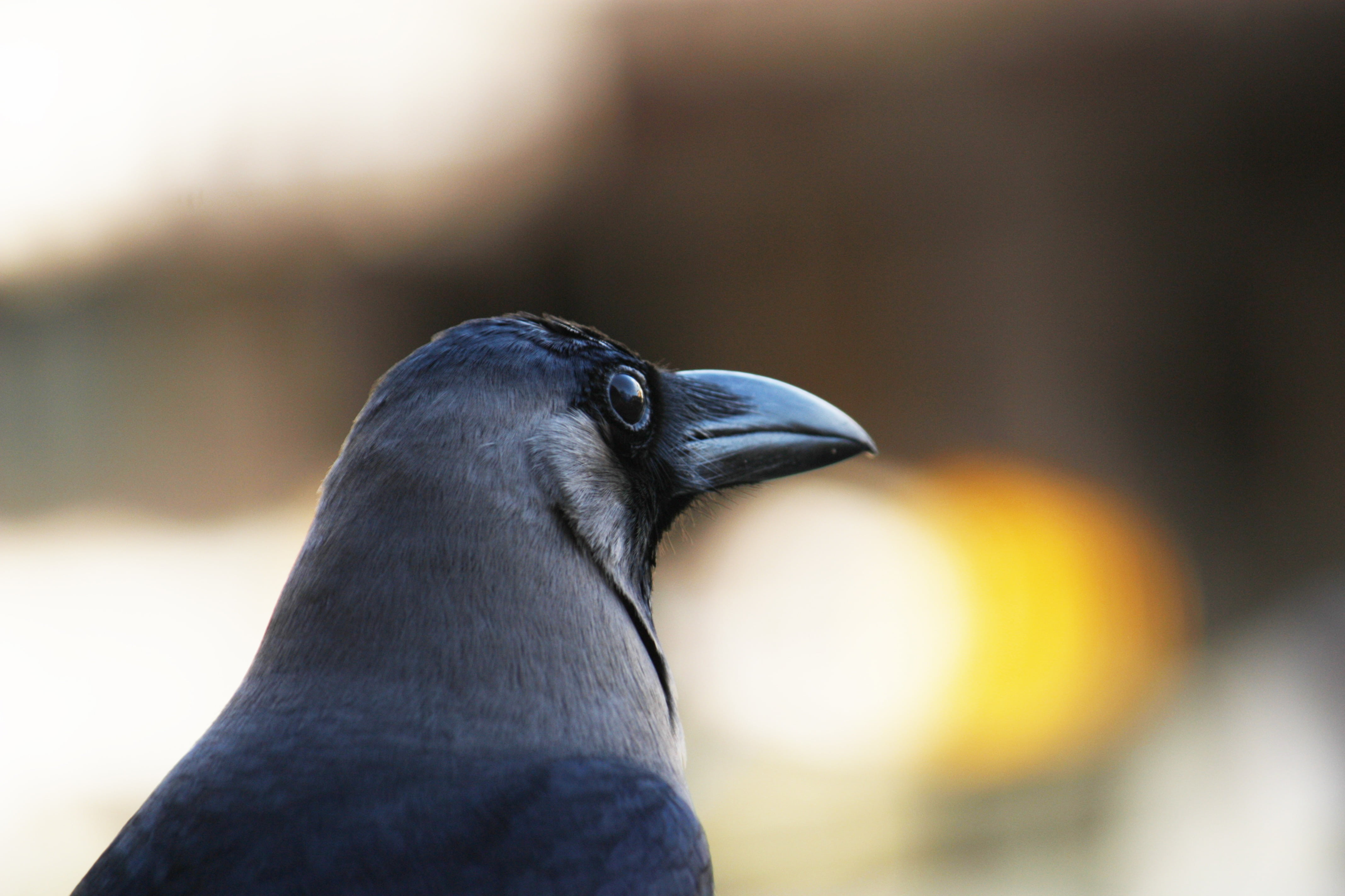 corvus splendens, animals in the wild, stout, feather, profile view, gre-necked, raven - bird, animal wildlife, animal, animal head, india, close-up, animal eye, HD Wallpaper