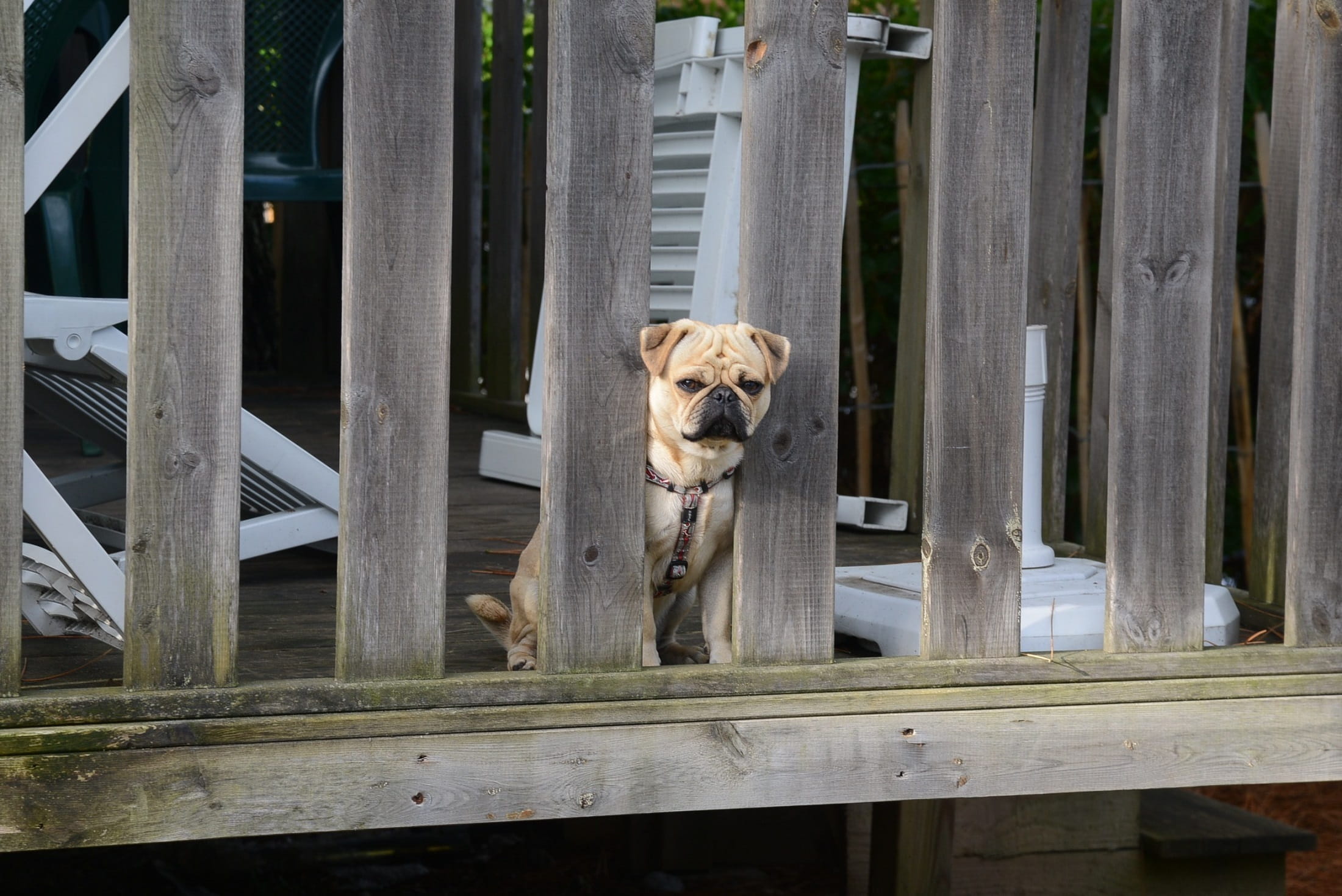 dog, looking, canine, 1080P, looking at camera, outdoors, animal themes, no people, domestic animals, adorable, wrinkled, boards, stout, tenacious, rails, HD Wallpaper