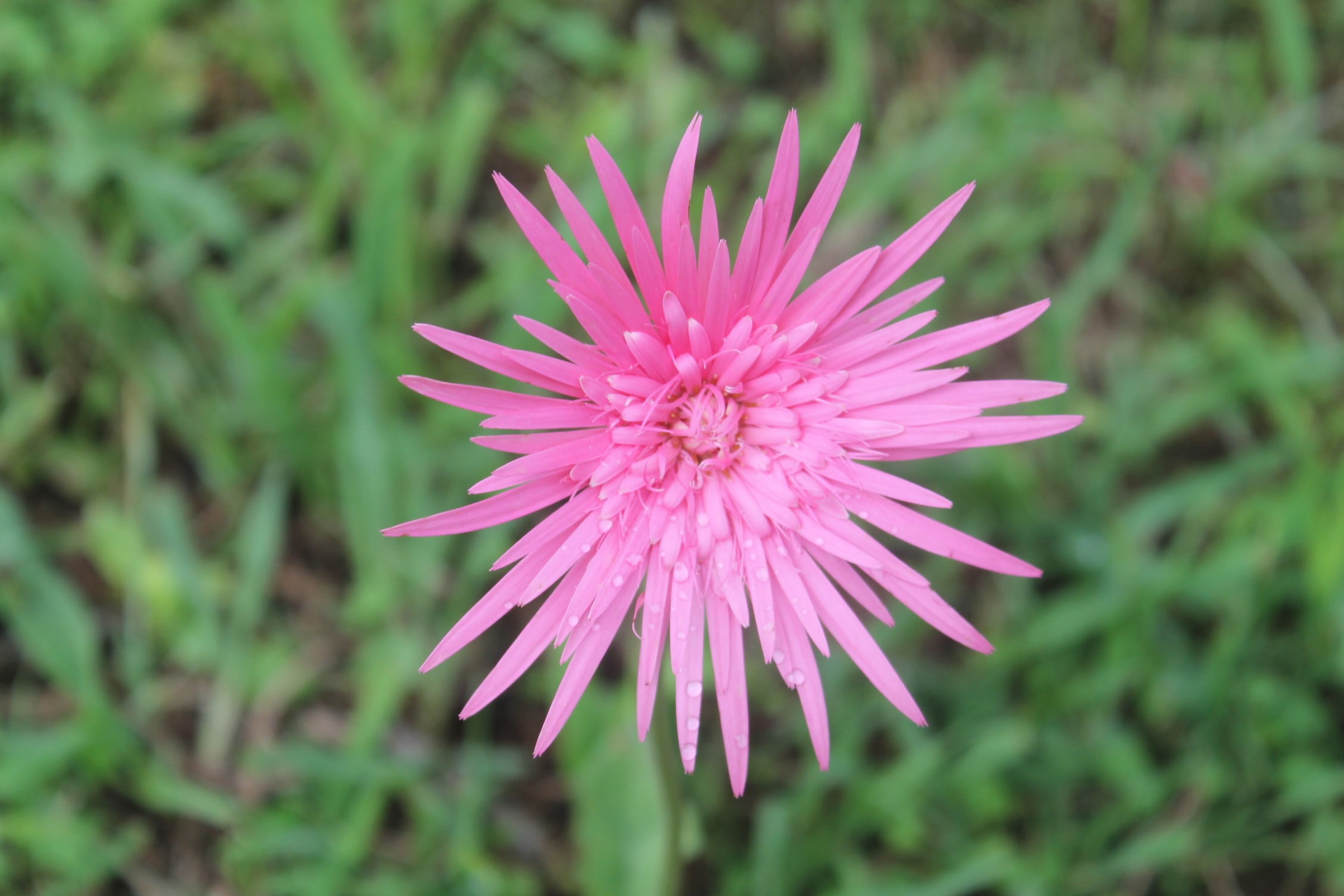 close-up, field, flowering plant, 1080P, green color, focus on foreground, no people, inflorescence, nature, day, fragility, land, Indonesia, pink color, HD Wallpaper