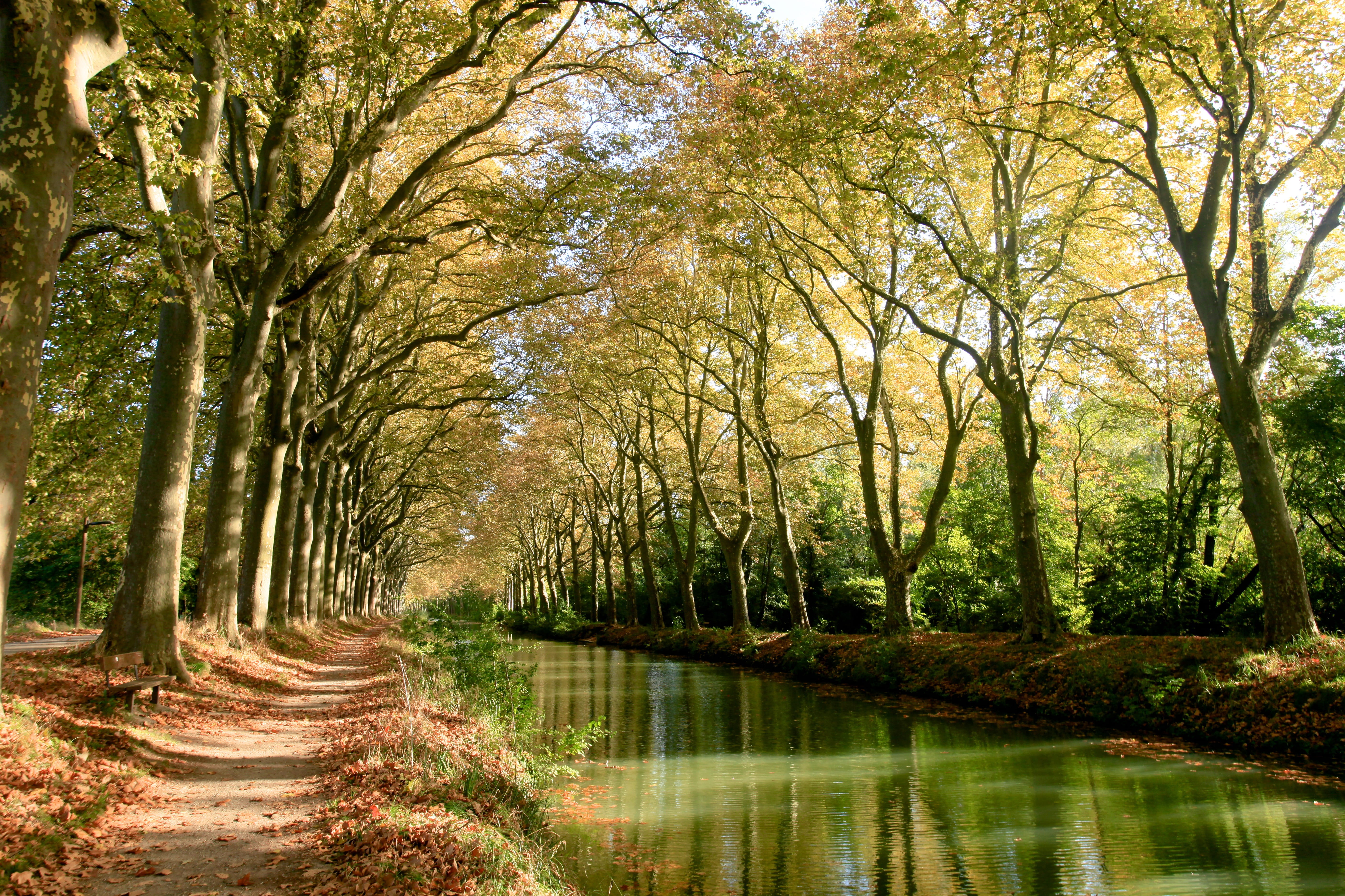 plant, body, landscape, change, non-urban scene, canaldumidi, unesco, growth, land, forest, idyllic, lake, tranquility, toulouse, no people, 5K, green, HD Wallpaper