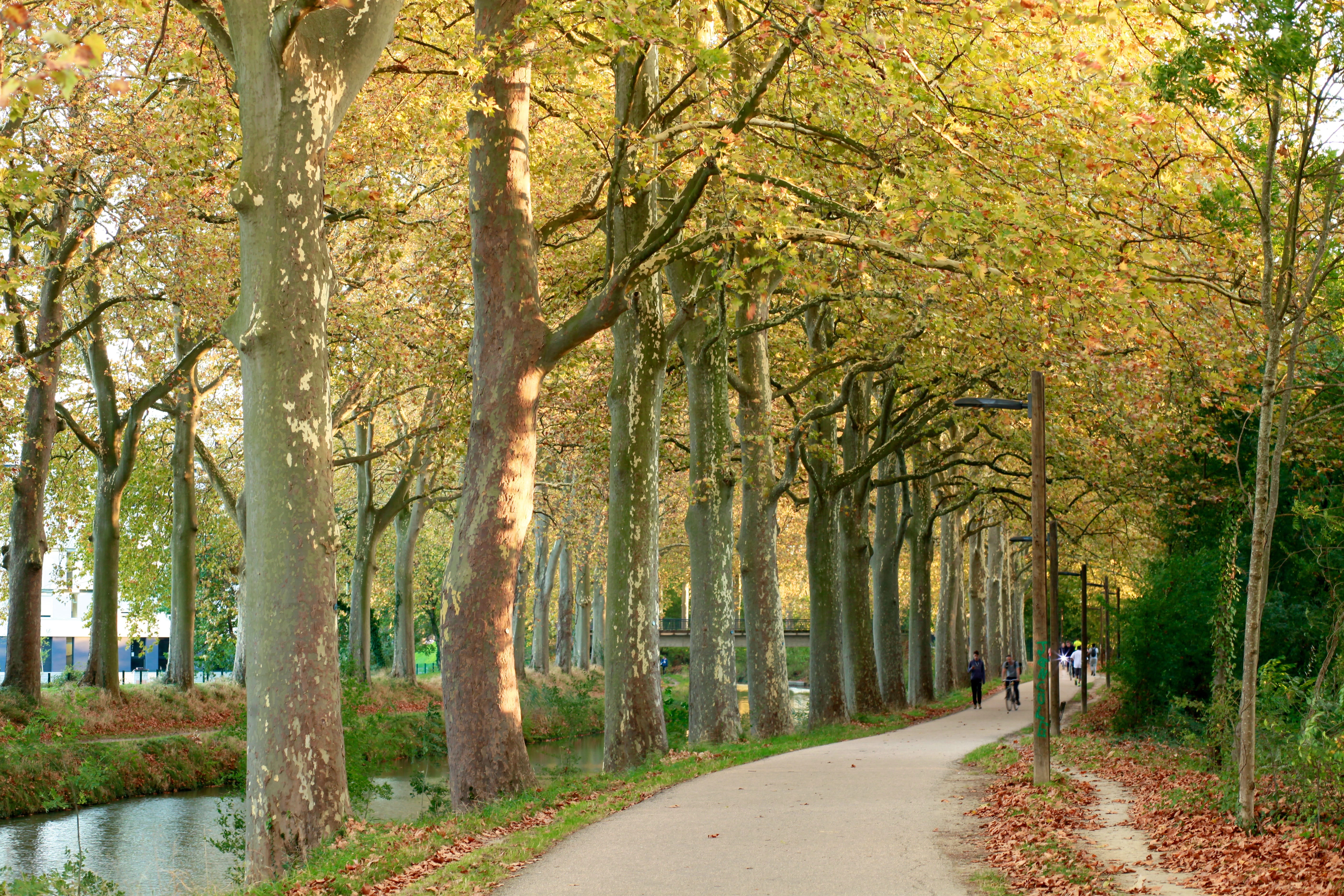nature, real people, canaldumidi, growth, transportation, direction, change, tree trunk, 5K, landscape, day, trunk, plant, outdoors, road, incidental people, HD Wallpaper
