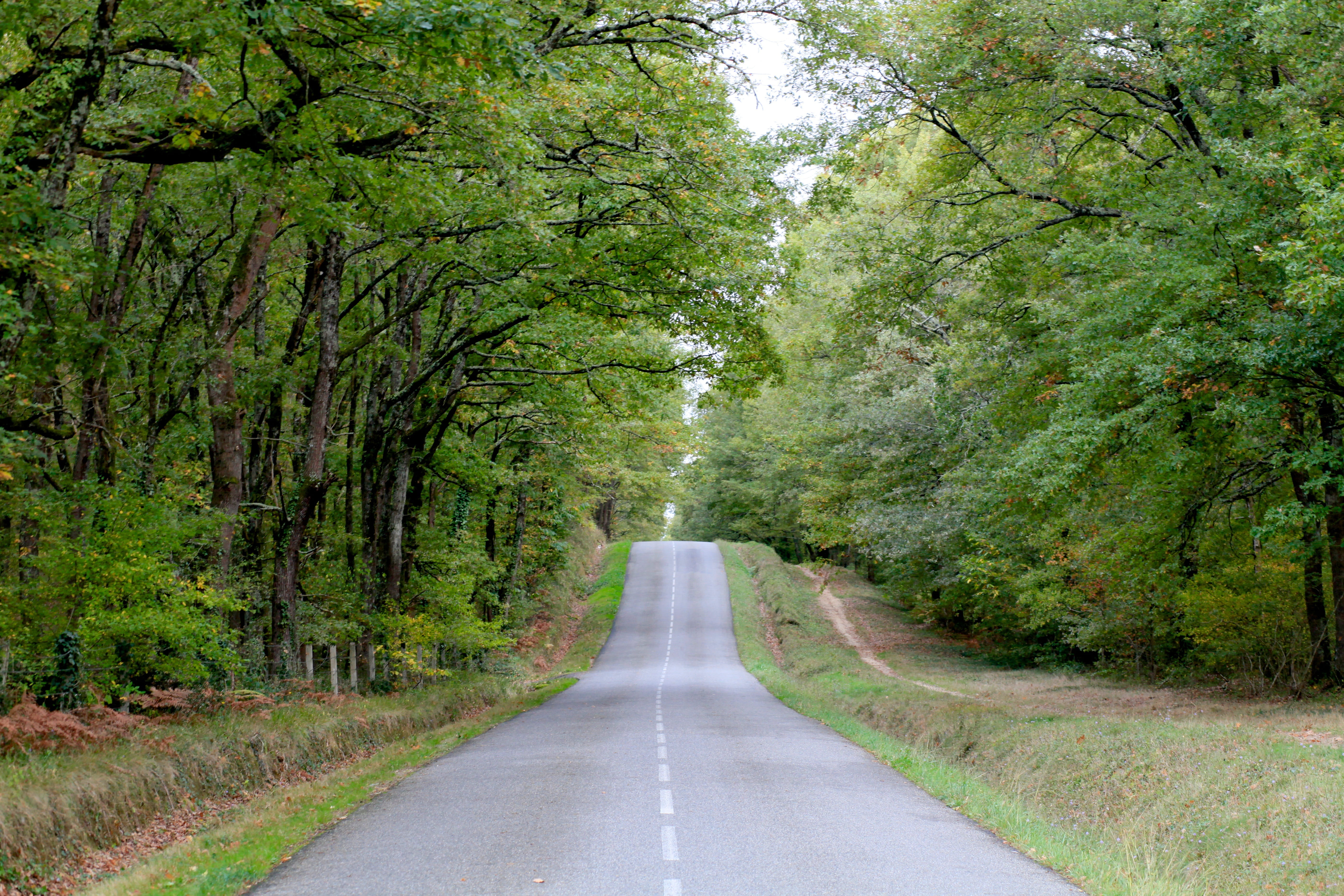 tree, road, diminishing perspective, tranquil scene, landscape, autumn, direction, transportation, empty road, hautegaronne, fall, plant, day, nature, outdoors, HD Wallpaper