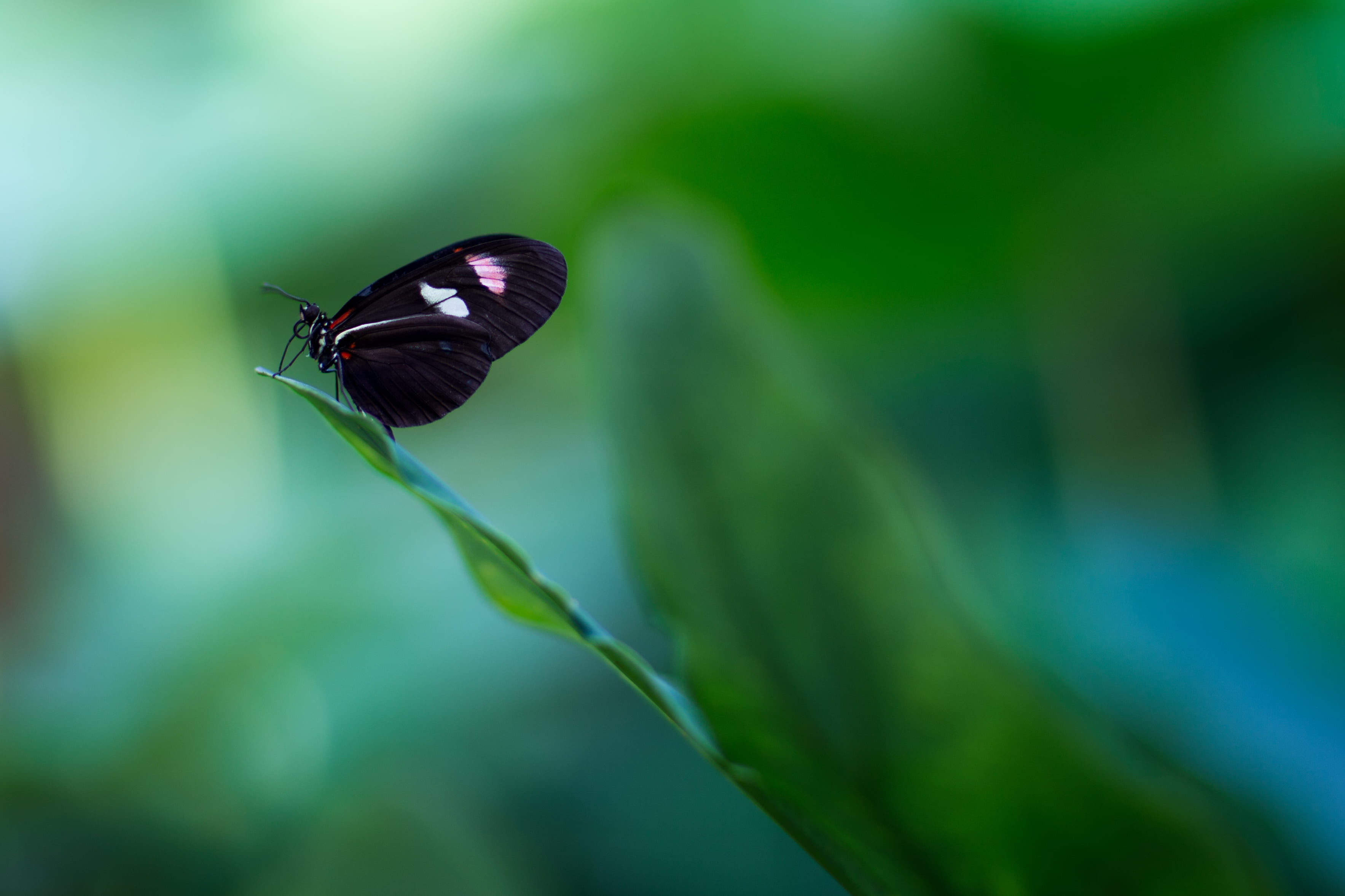 beauty In Nature, green leaf, USM, summer, Sweden, green, Stockholms län, black, 2K, butterfly - Insect, Sverige, Canon EF, Solna, F/1.2, photography, HD Wallpaper