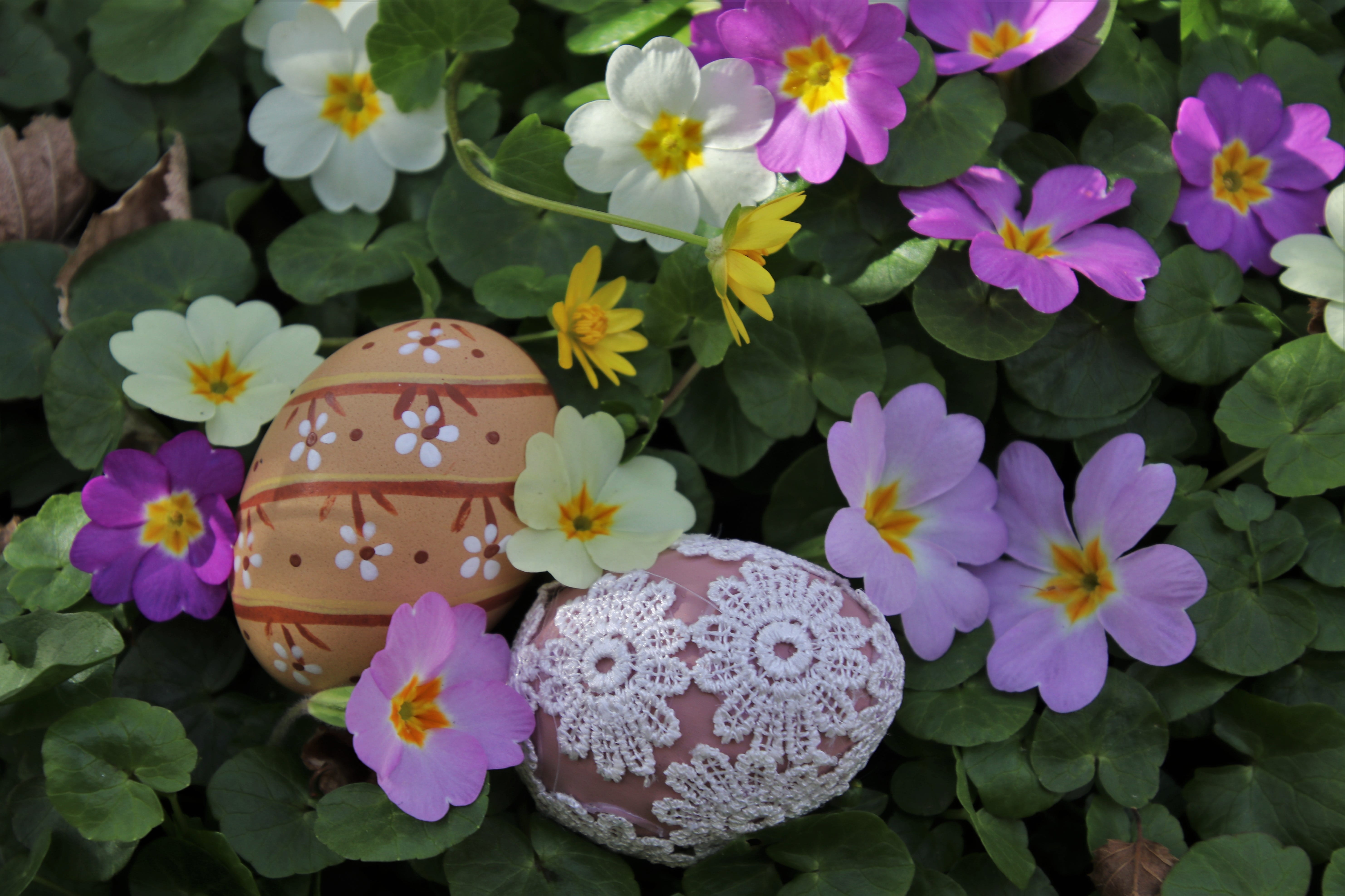 two, egg, purple, fragility, painted, outdoors, flowering plant, with in moscow, freshness, decoration, close-up, vulnerability, petal, christmas, the background, HD Wallpaper