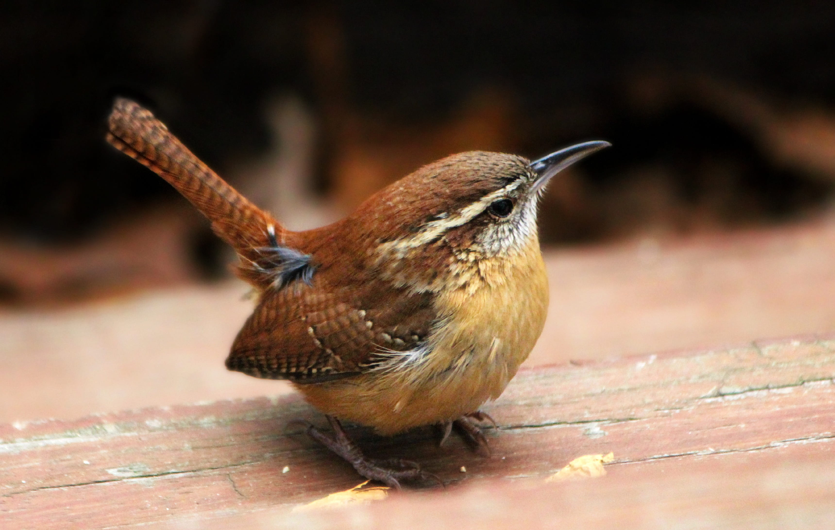 2K, carolina wren, wood - material, animals in the wild, no people, bird, outdoors, close-up, wildlife, animal wildlife, full length, wood, day, perching, HD Wallpaper