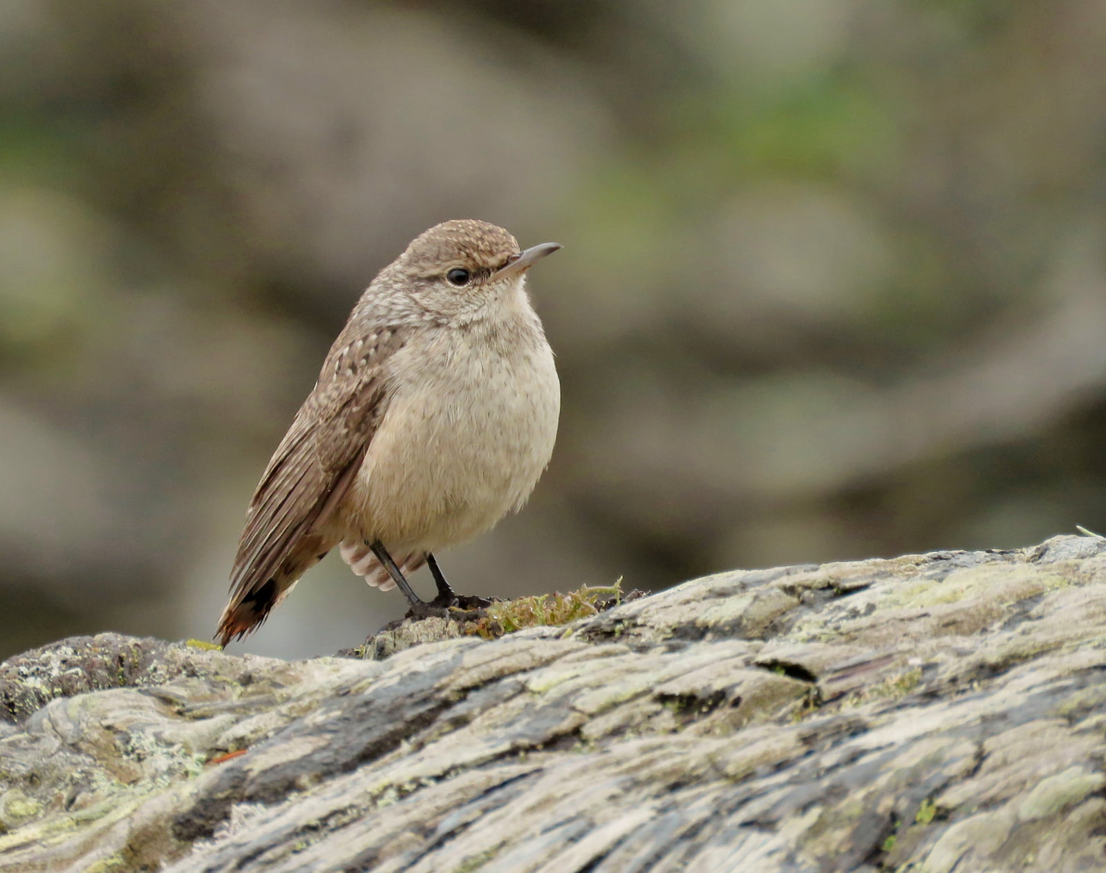 nature, animal, branch, photo, 720P, selective, brown, wren, outdoors, rock, beak, wildlife, bird, HD Wallpaper