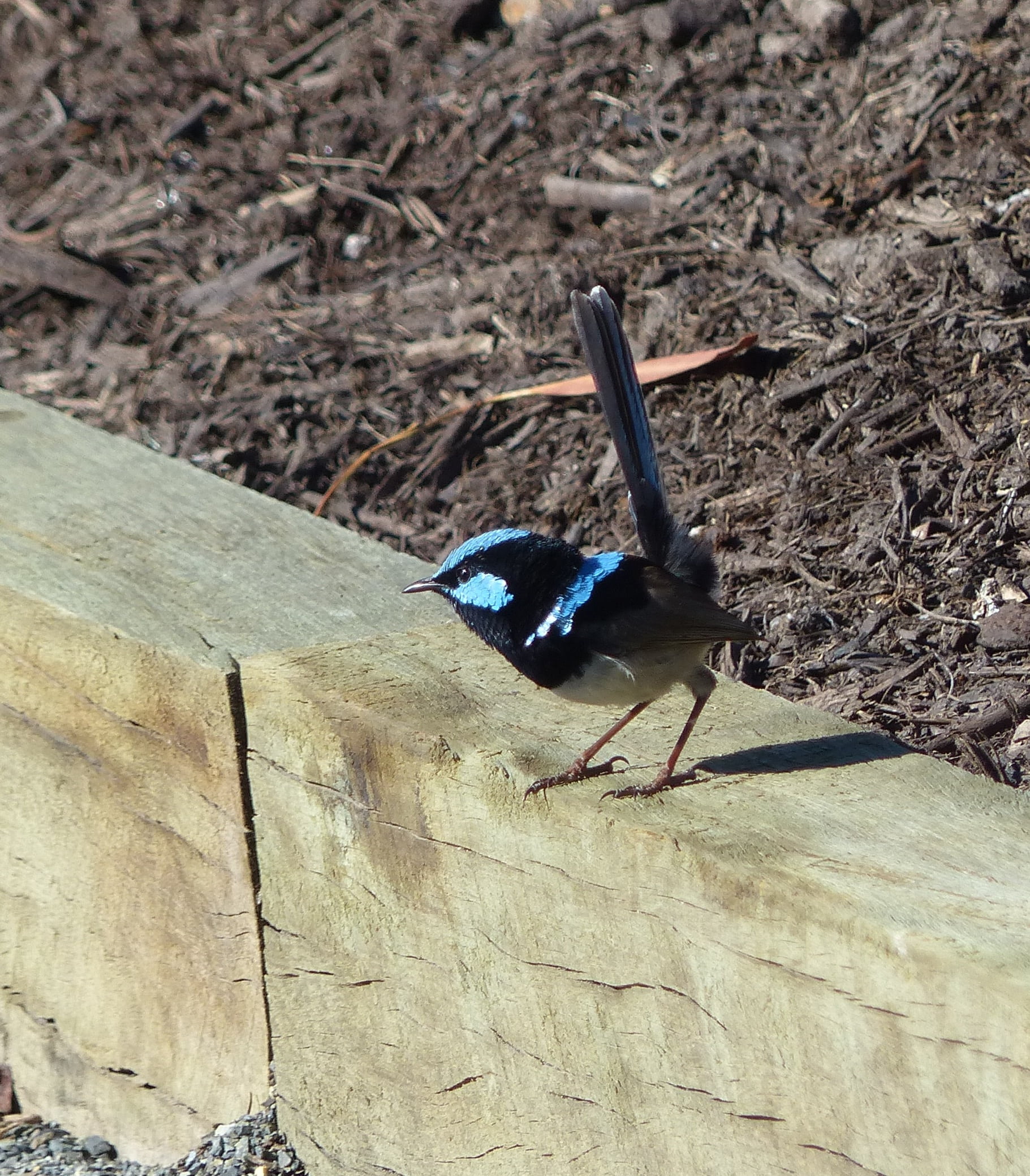 animal, animal wildlife, land, close-up, blue wren, invertebrate, animals in the wild, field, superb fairywren, blue, 1080P, wildlife, animal themes, black color, Phone HD Wallpaper