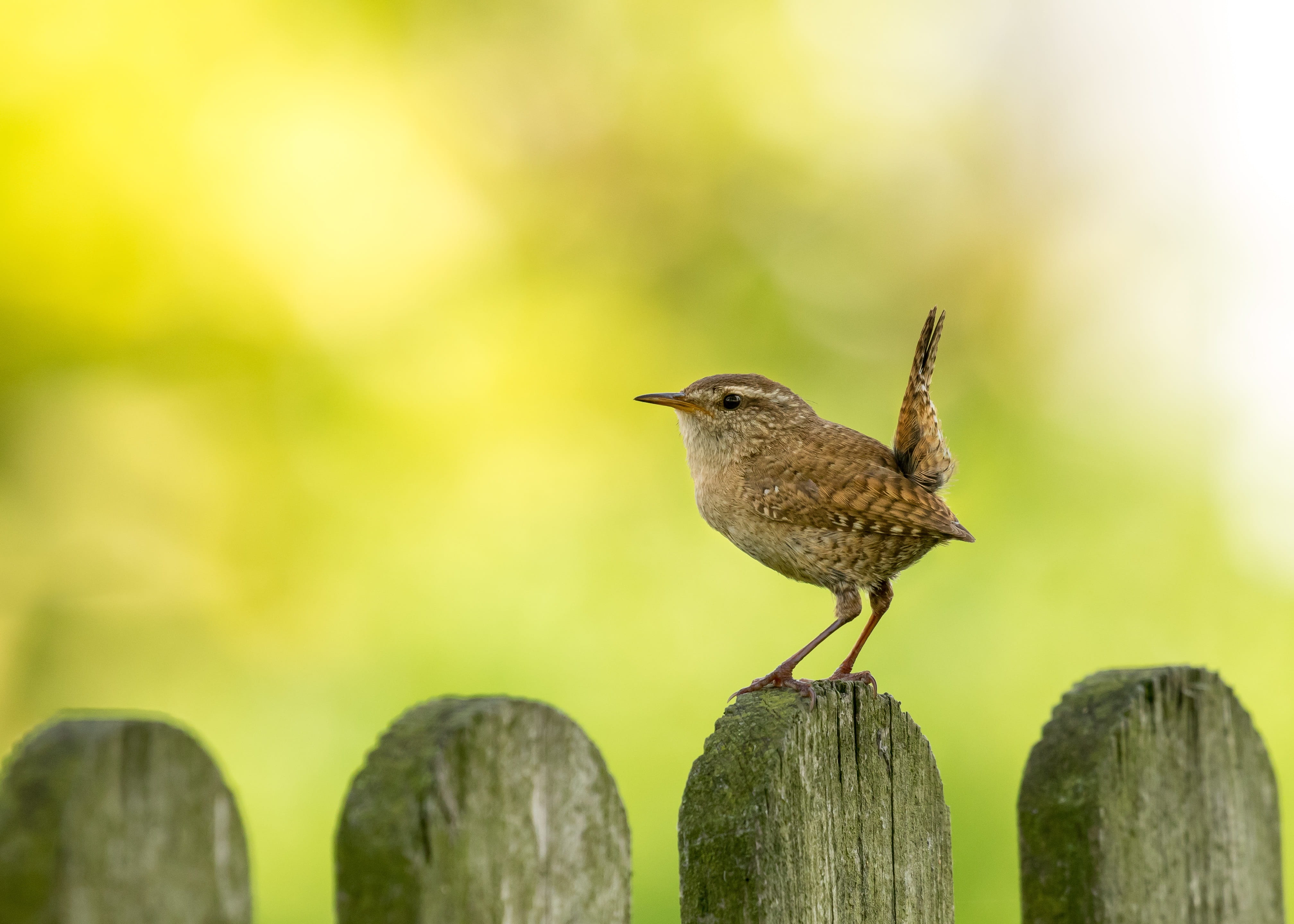 background, post, wood - material, blackbird, morning, netherlands, sunrise, animal themes, willow wren, sunny, perching, full length, outdoors, nature, HD Wallpaper