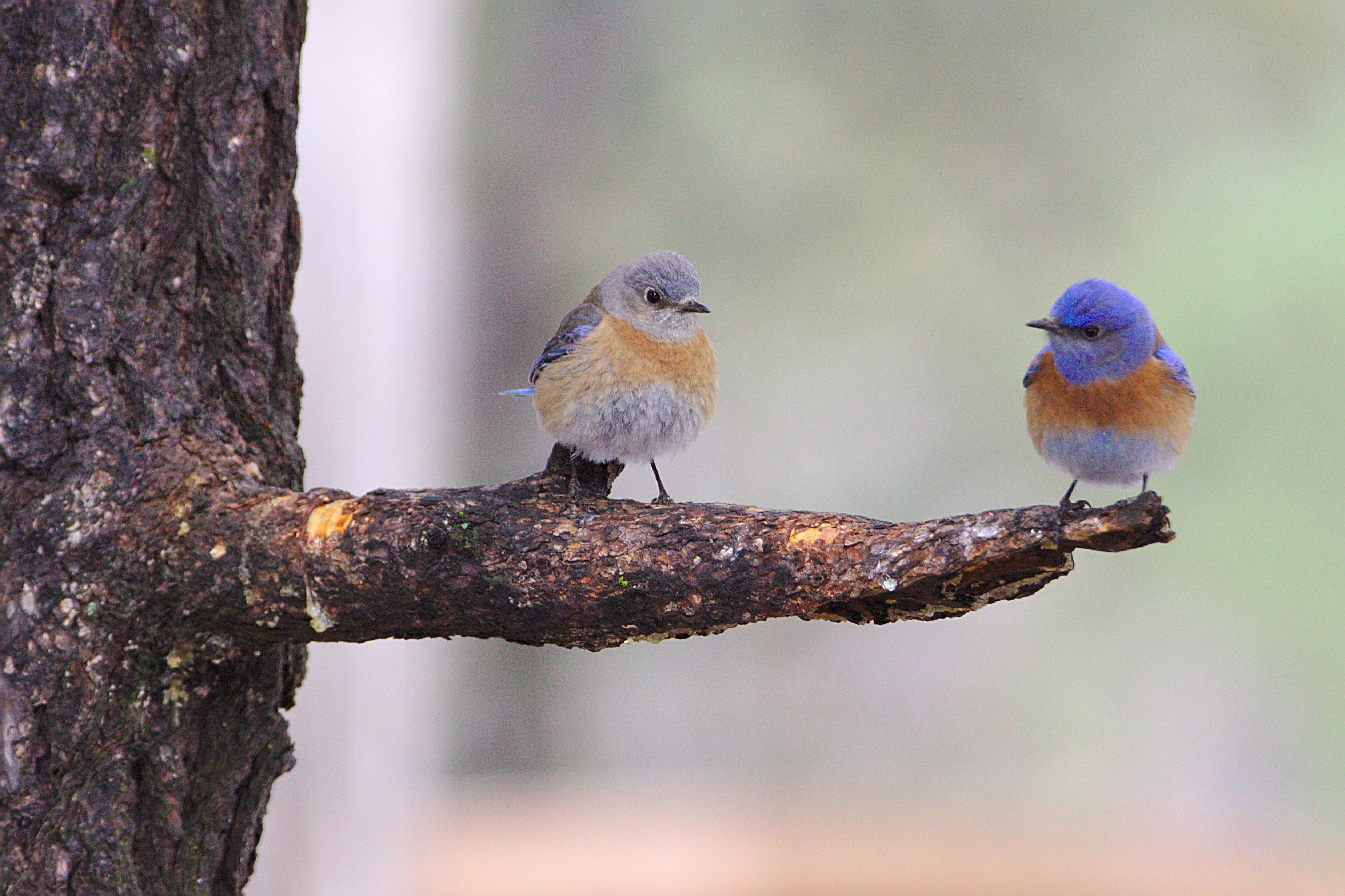 avian, vertebrate, two, couple, wren, outdoors, branch, blue, united states, focus on foreground, lichen, two animals, bird, animal themes, grey, 2K, perching, HD Wallpaper