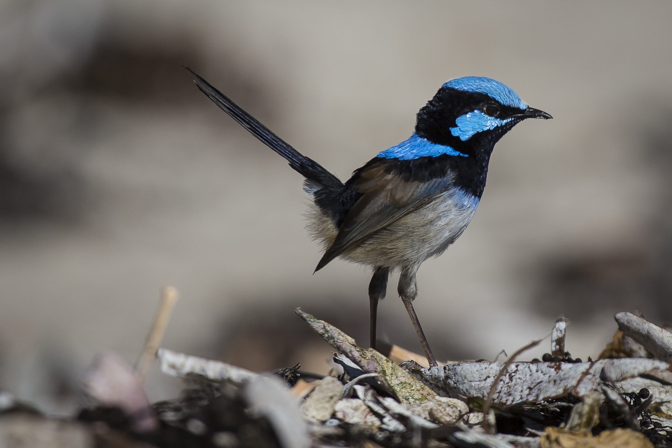macro, superb, animal body part, outdoors, animal photography, vertebrate, 1080P, animal, day, selective focus, songbird, animal wildlife, plant, bird, HD Wallpaper