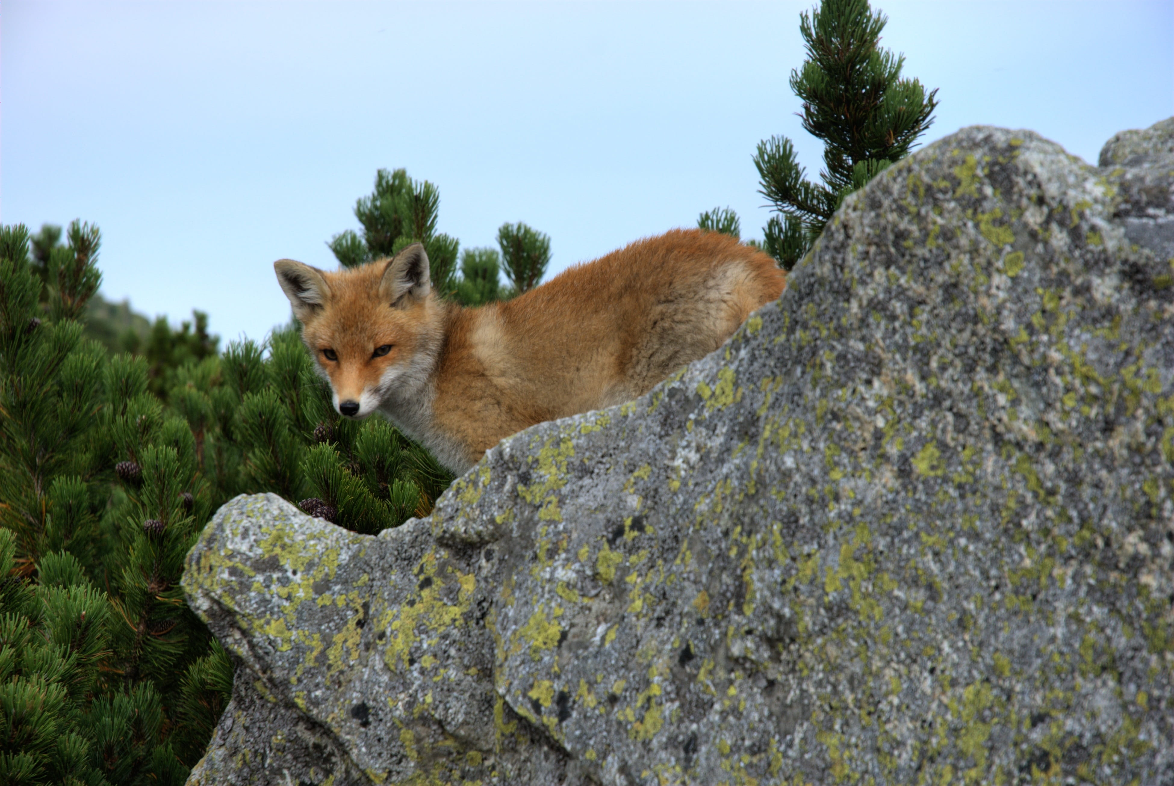 one animal, tatry, vertebrate, predator, the slovak tatras, gray, mammal, day, plant, solid, top, standing, animal themes, rocks, slovakia, animals in the wild, HD Wallpaper