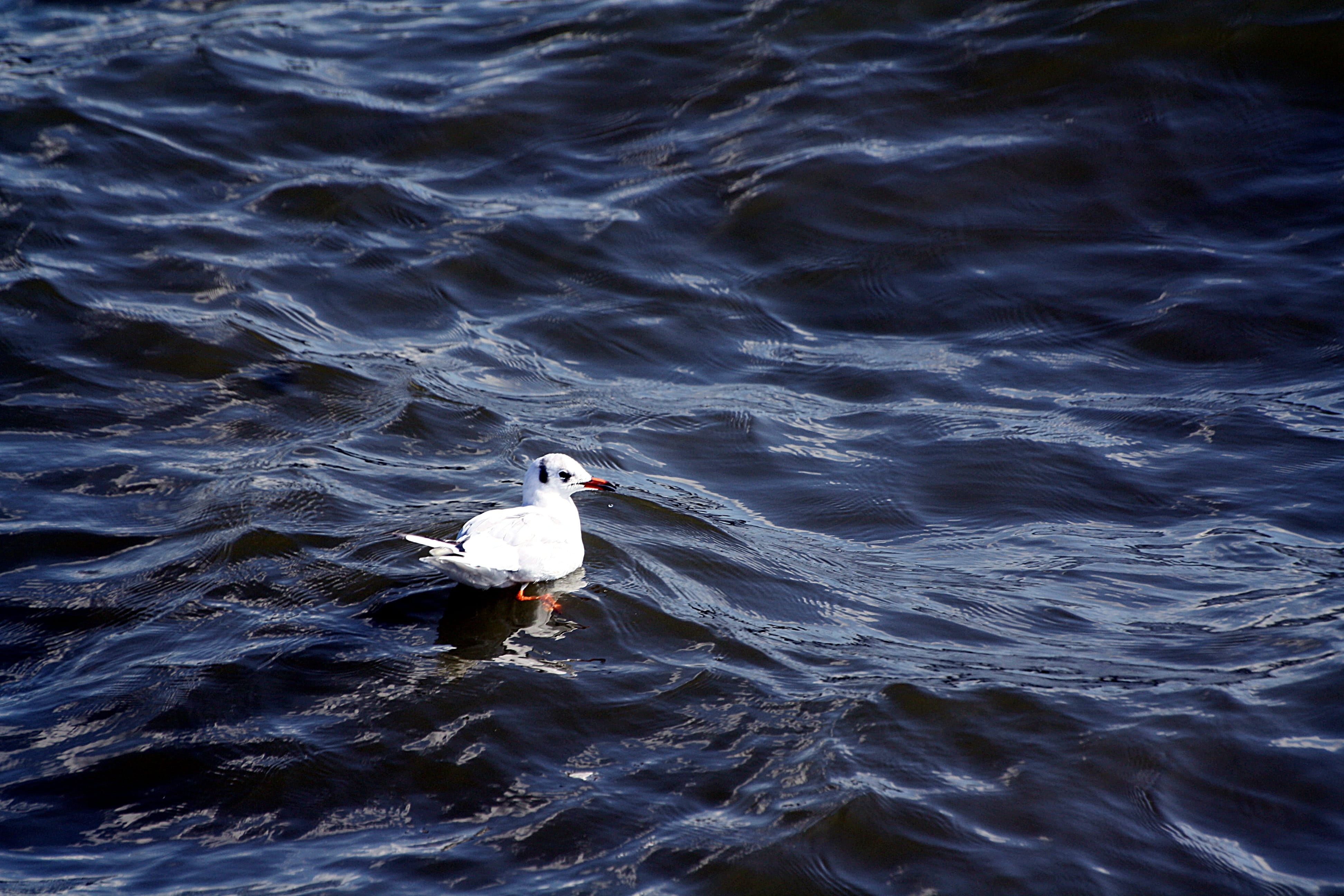 animal, hh, animals in the wild, beauty in nature, gull, seagull, white color, day, no people, nature, animal themes, bad, rippled, vertebrate, 4K, e lbe, HD Wallpaper