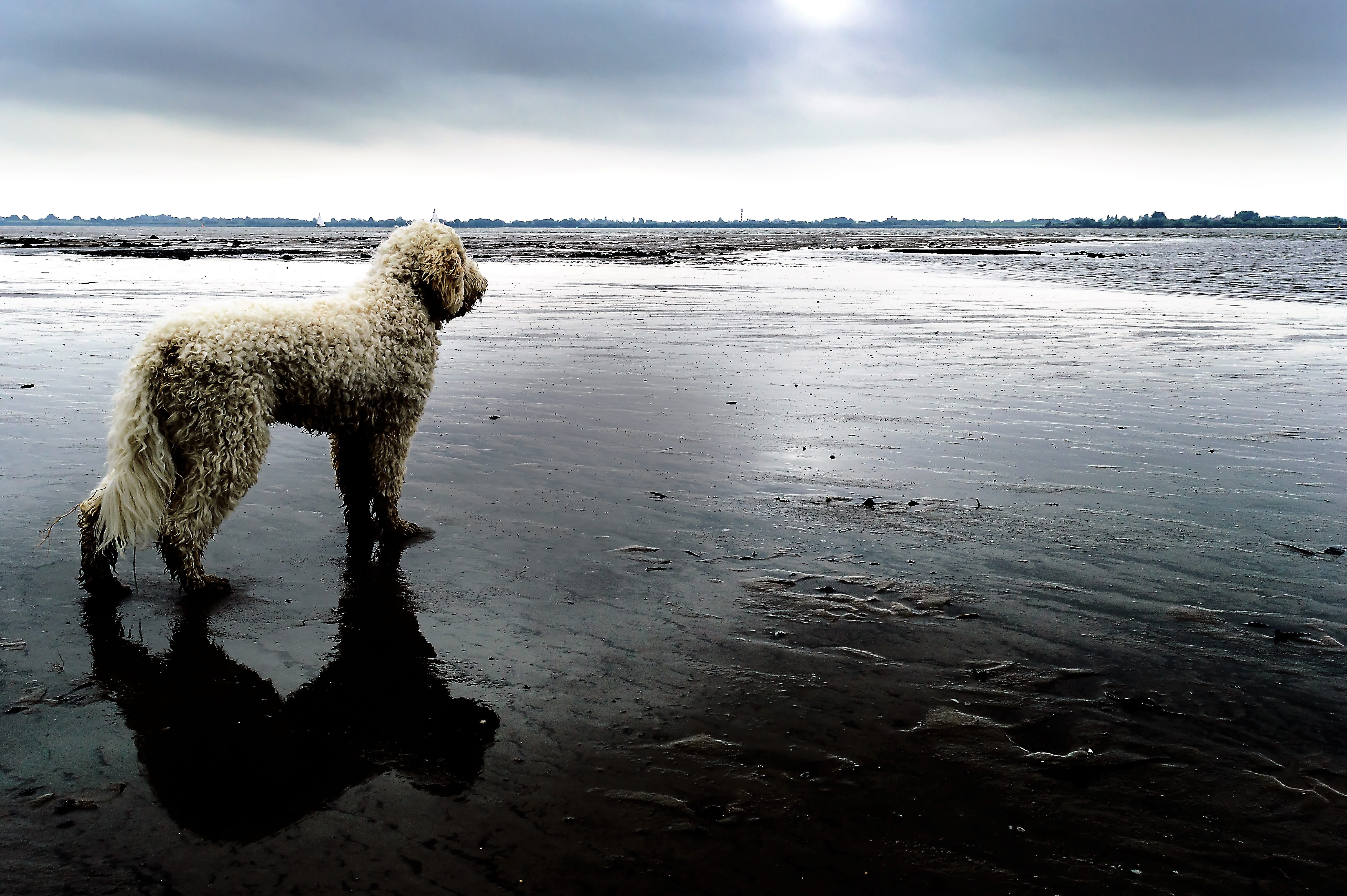 5K, hybrid, pet, vertebrate, wildlife photography, reflection, outdoors, Beach, one animal, animal, nature, canine, water, Dog, low tide, mammal, sky, HD Wallpaper
