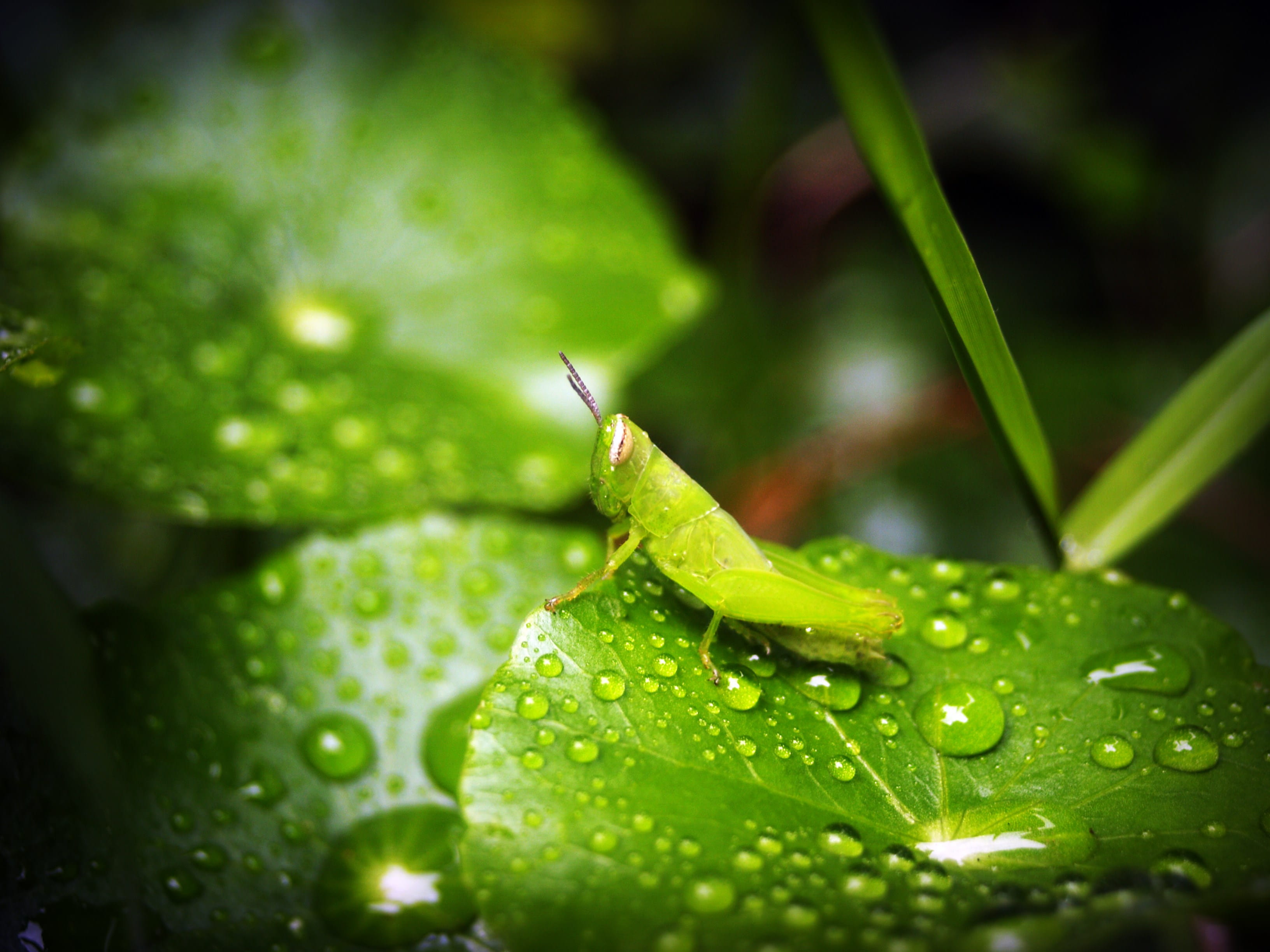 animal body part, dew, plant part, raindrops, insect, green, water, waterdrops, droplets, no people, day, drops, grasshopper, dewdrops, leaf, one animal, HD Wallpaper