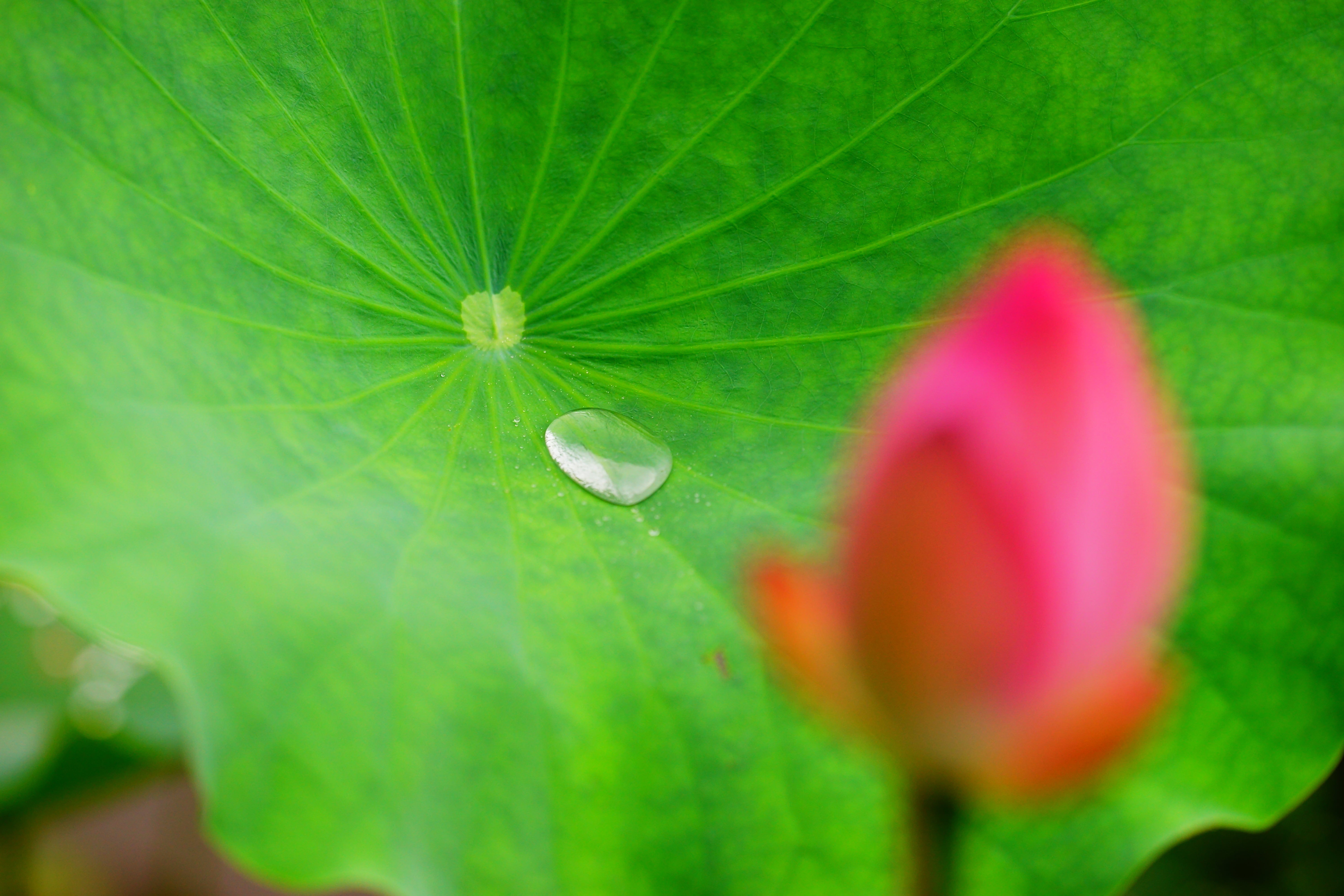 hong kong, droplet, lotus, nature, focus, shallow, water droplet, green Color, leaf, Rainy day, flower, photo, macro, shallow focus, water, plant, flowers, HD Wallpaper