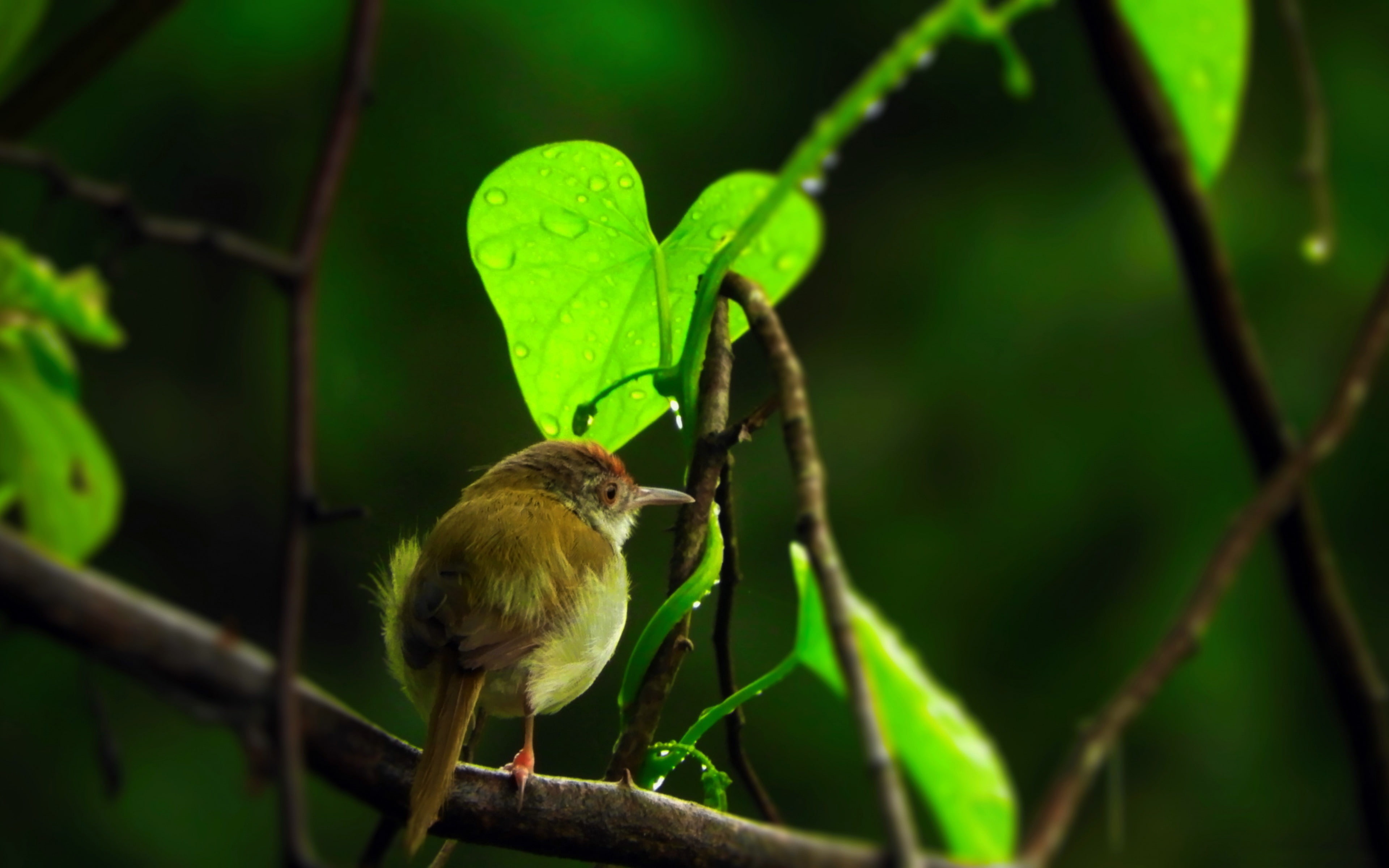 animal themes, no people, green color, rainy, branch, outdoors, one animal, animal, nature, focus on foreground, animal wildlife, tree, close-up, bird, HD Wallpaper
