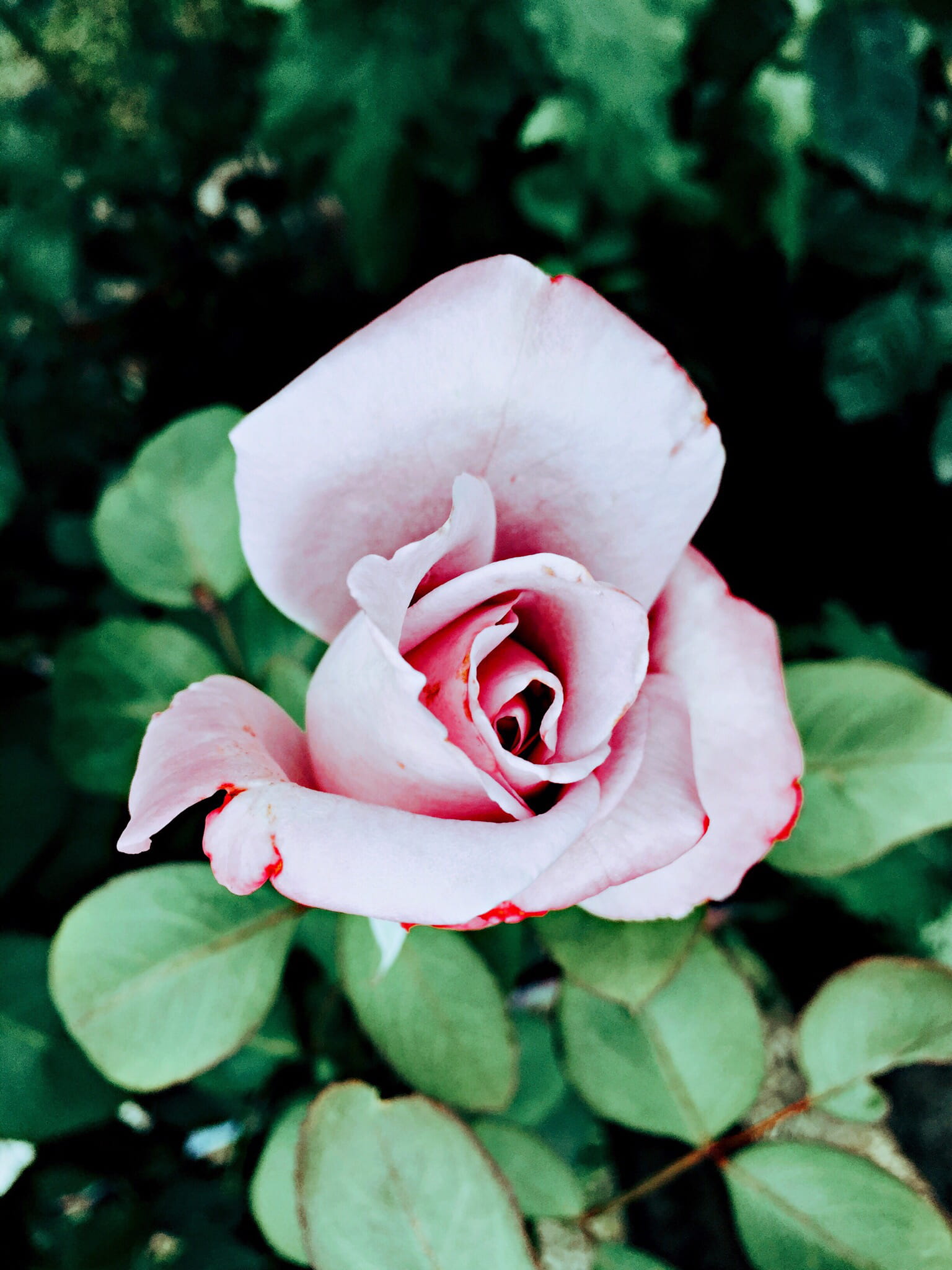 flower head, focus on foreground, #rose #pink #photography #nature #colors #rainy #roses #green #phonephotography, plant part, leaf, close-up, rose - flower, Phone HD Wallpaper
