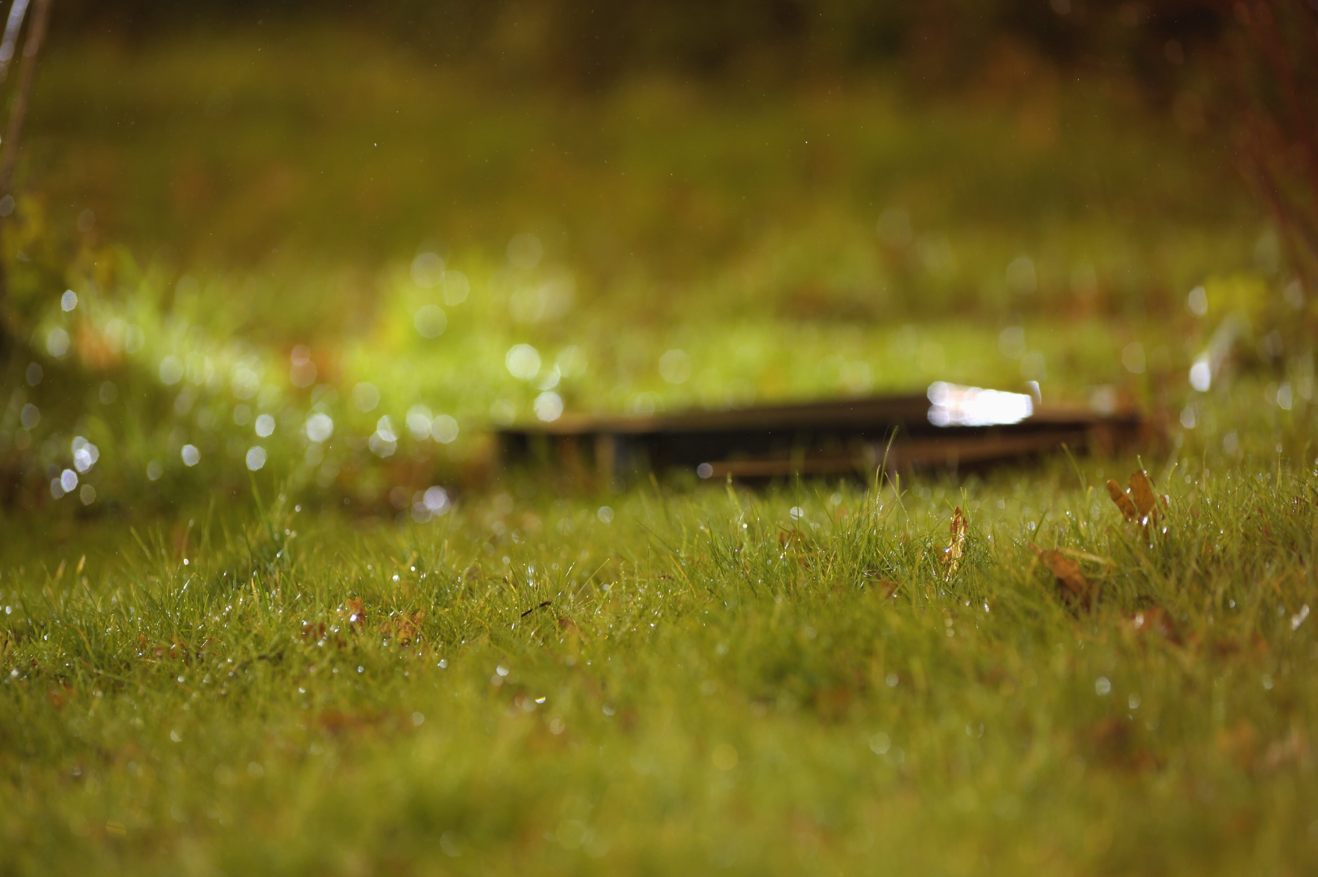 photo-technique, green color, rain, environment, snow-loose winter, drop, beautiful, blade of grass, natural, outdoors, springtime, freshness, field, 4K, HD Wallpaper