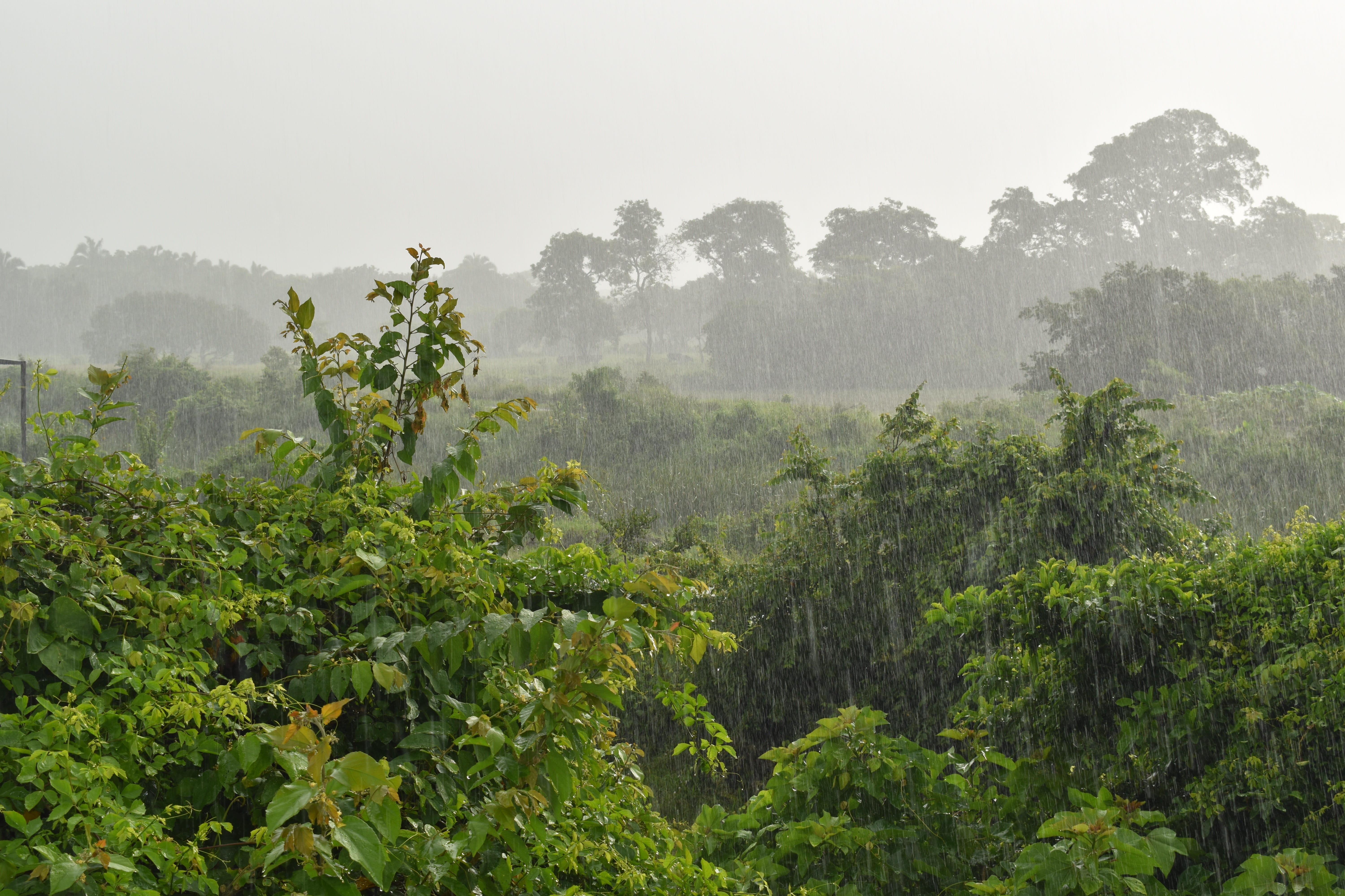 land, 5K, no people, lush foliage, tropical rainforest, wild, field, morning, forest, fog, plantation, mountain, raining, plants, rainy day, foliage, scenics - nature, HD Wallpaper