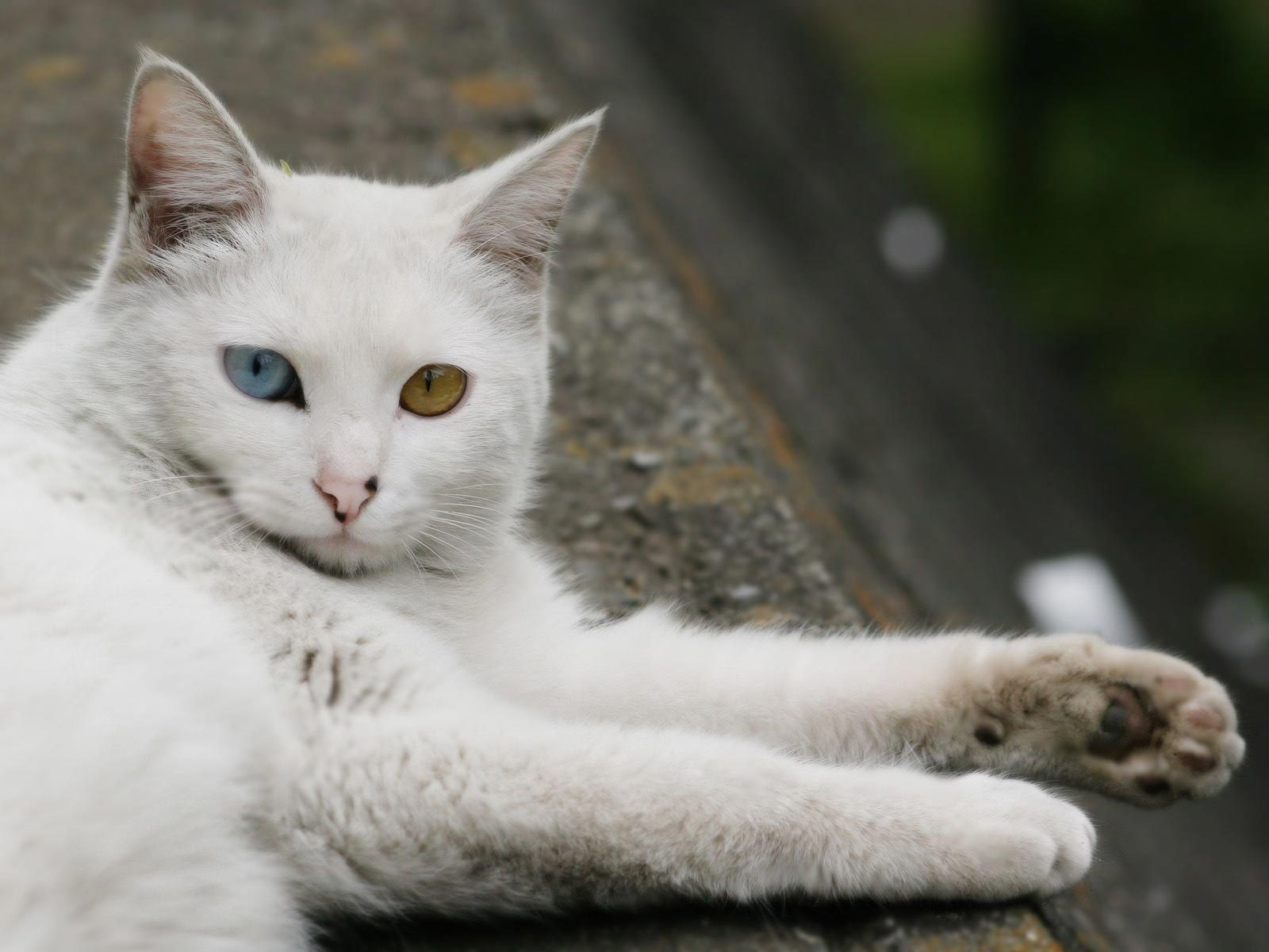 turkish angora cat, cat, green eye, blue eye, sweet, laying, 720P, turkish, angora, HD Wallpaper