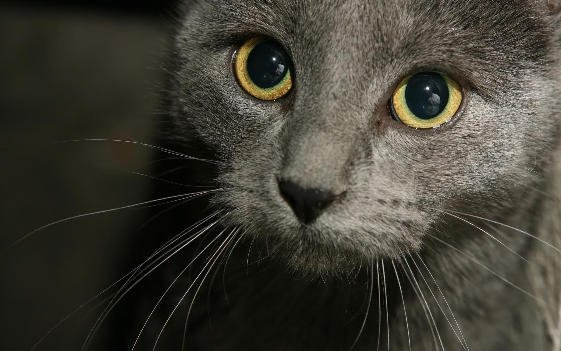 russian, poos, blue, 1080P, gorgeous, cat, russian blue cat, close, HD Wallpaper
