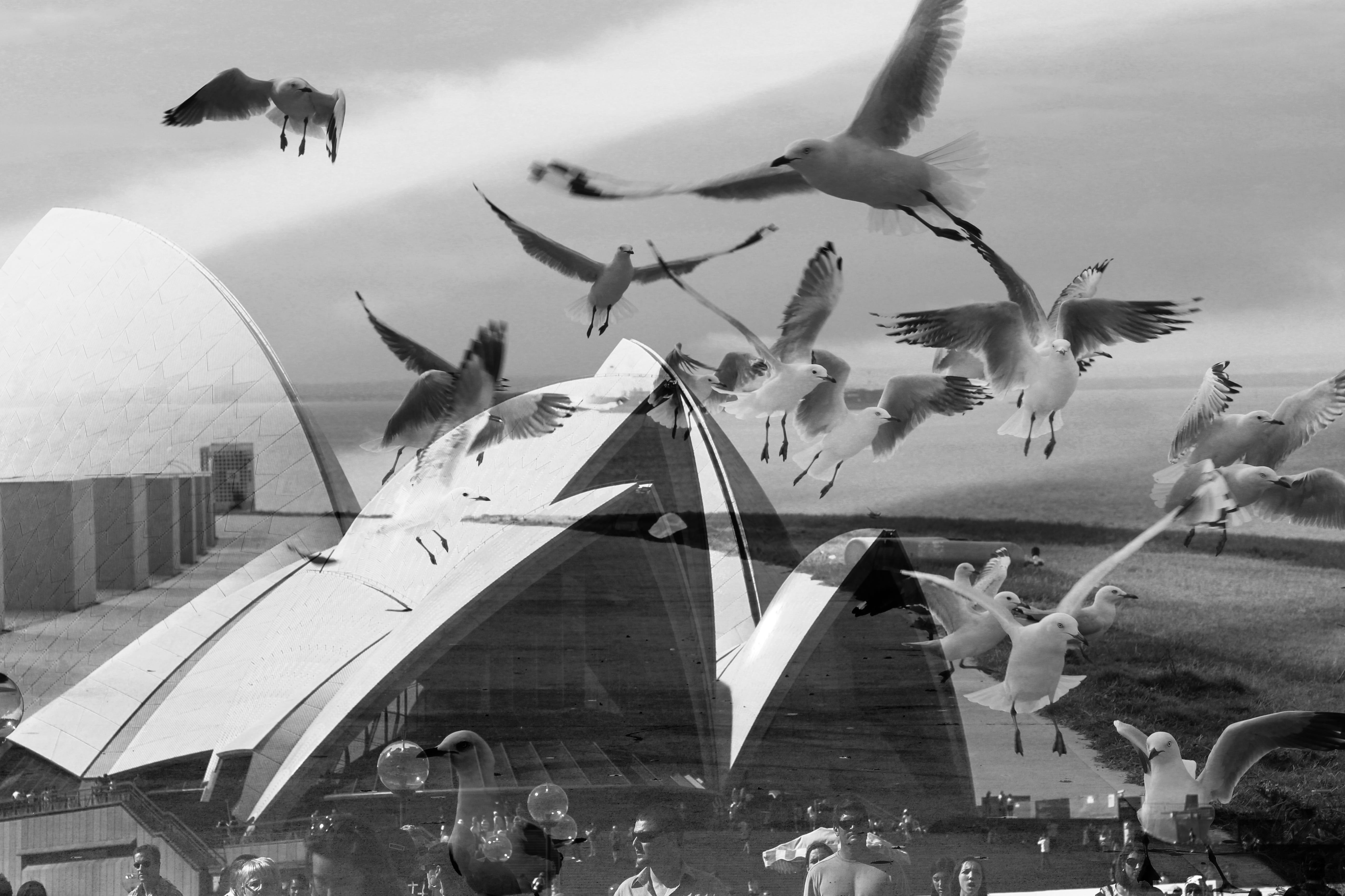 group of animals, water, flying, black and white, built structure, architecture, flapping, building, large group of animals, building exterior, sydney, HD Wallpaper