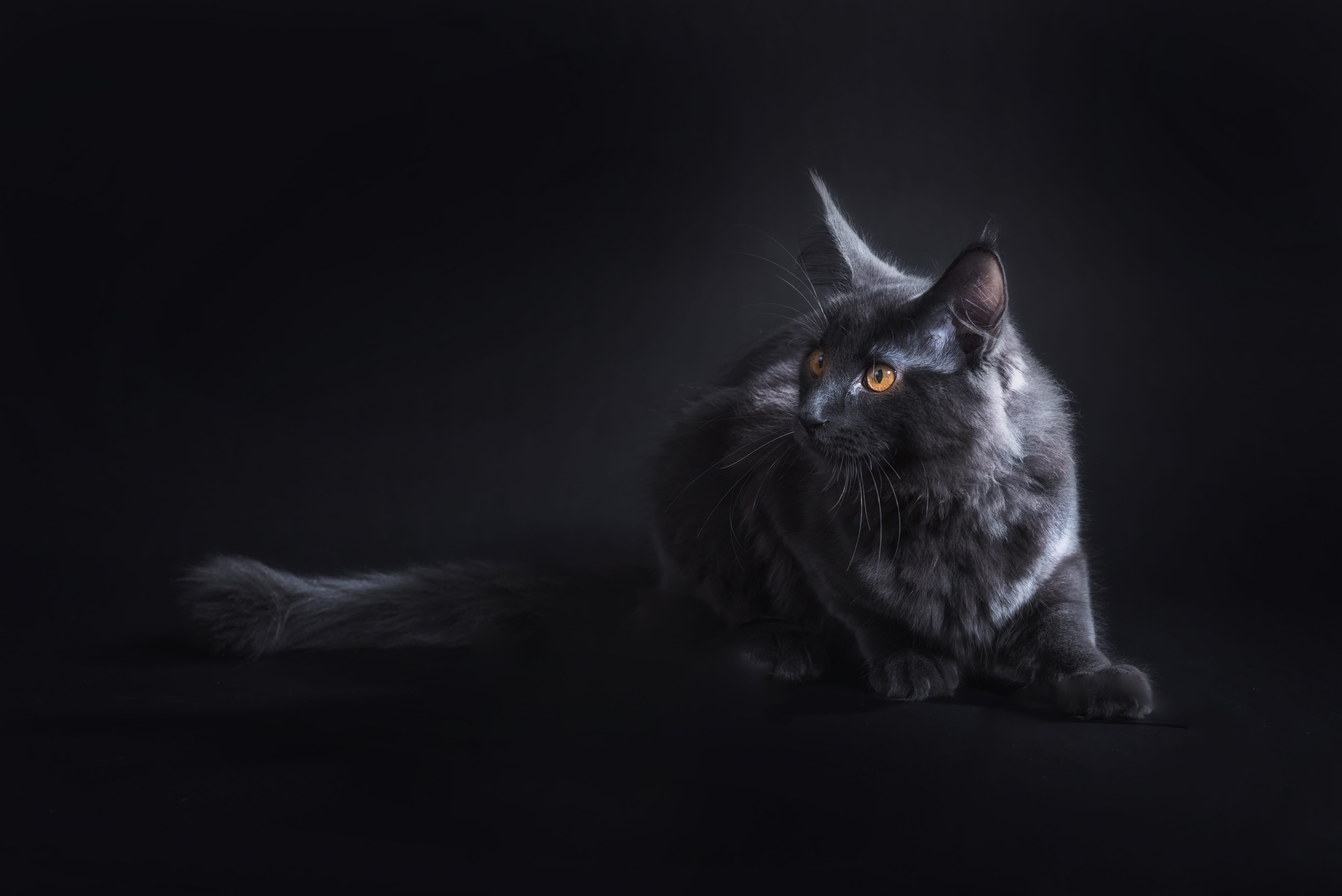 mammal, domestic, vertebrate, domestic animals, dark, animal eye, pets, no people, maine coon cat, whisker, bombay, 5K, pet, crampon, maine coon, cat, HD Wallpaper