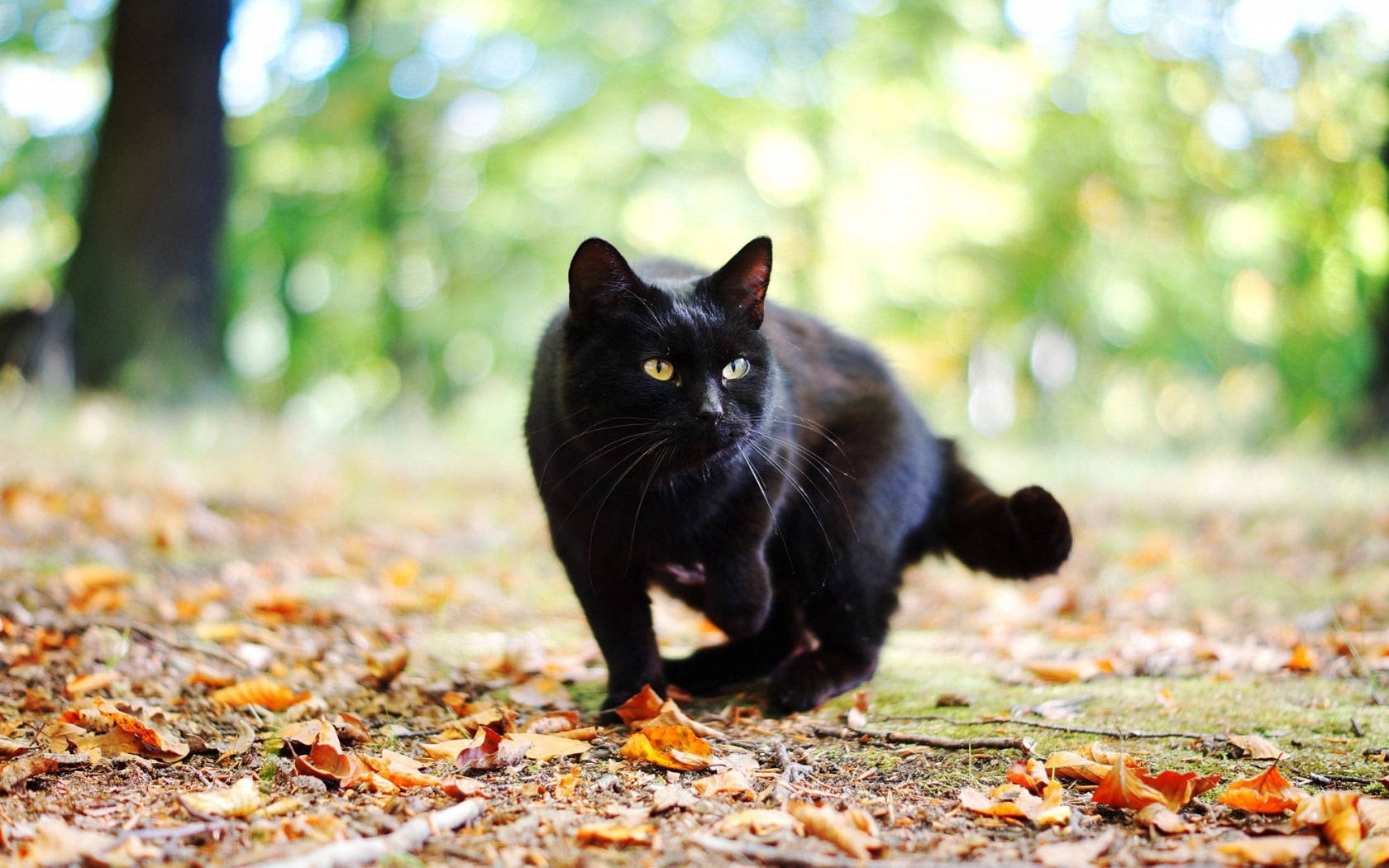 leaf, bombay, domestic, pets, land, vertebrate, whisker, fall, black, feline, leaves, autumn, plant part, change, black color, mammal, one animal, HD Wallpaper