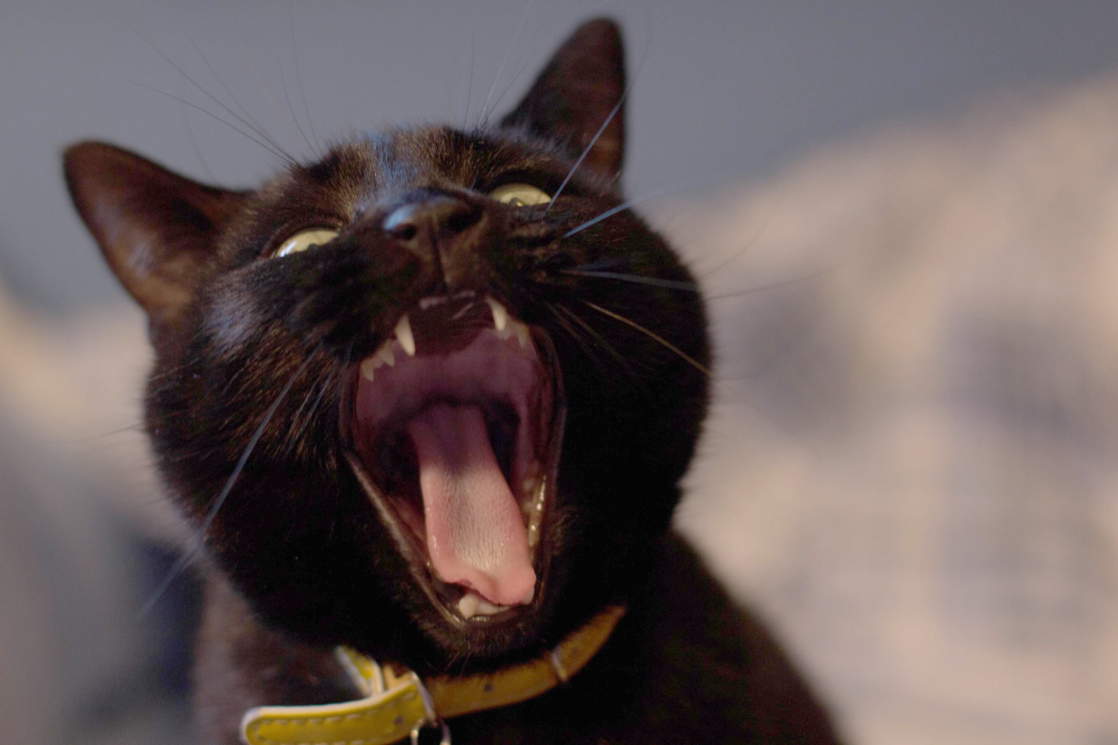 animal head, domestic, cat, fierce, feline, facial expression, close-up, no people, whisker, domestic cat, mouth, animal body part, black, Bombay cat, animal, HD Wallpaper