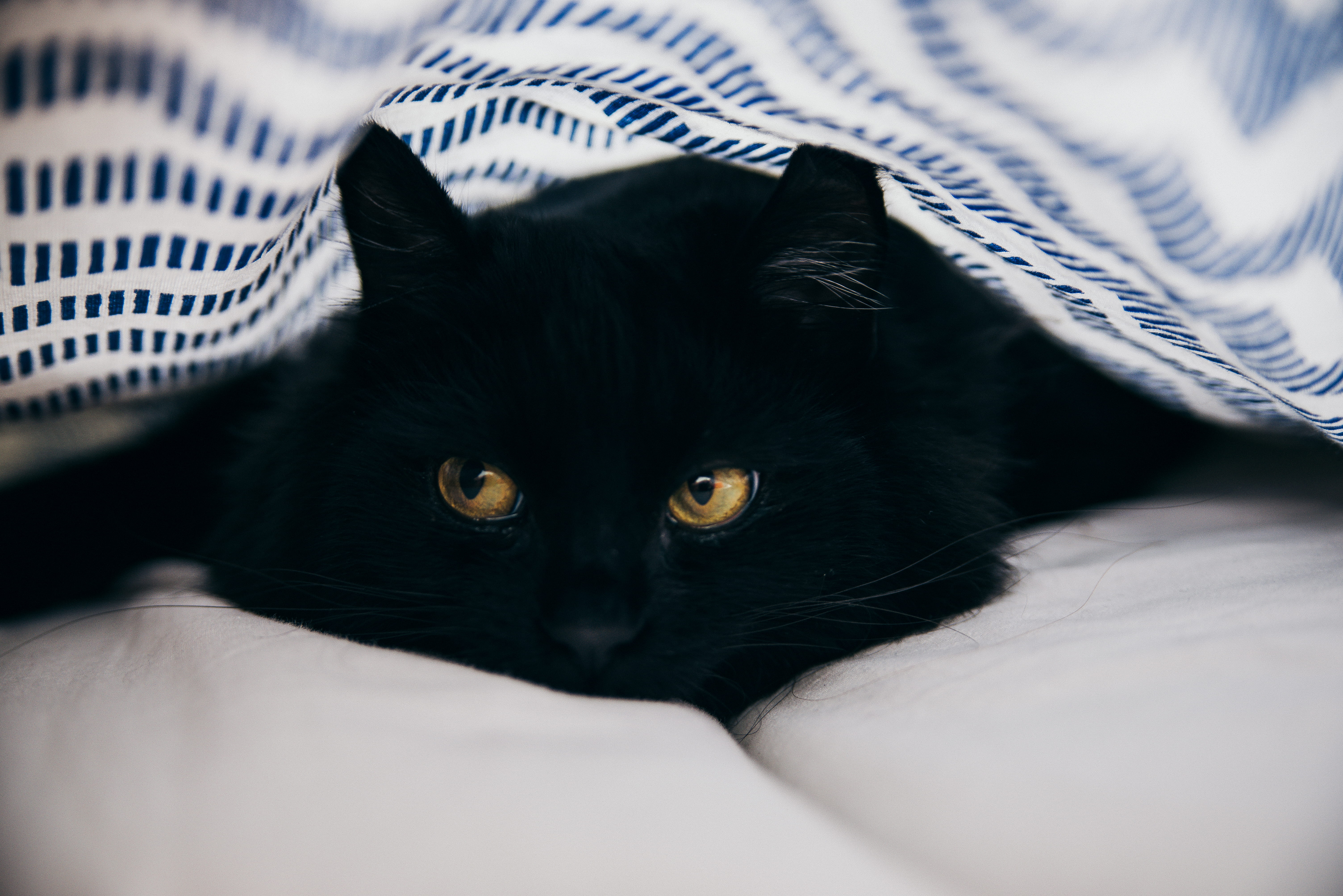 no people, cat, bed, domestic animals, mammal, whisker, domestic cat, furniture, animal head, vertebrate, close, pets, animal themes, domestic, looking at camera, HD Wallpaper