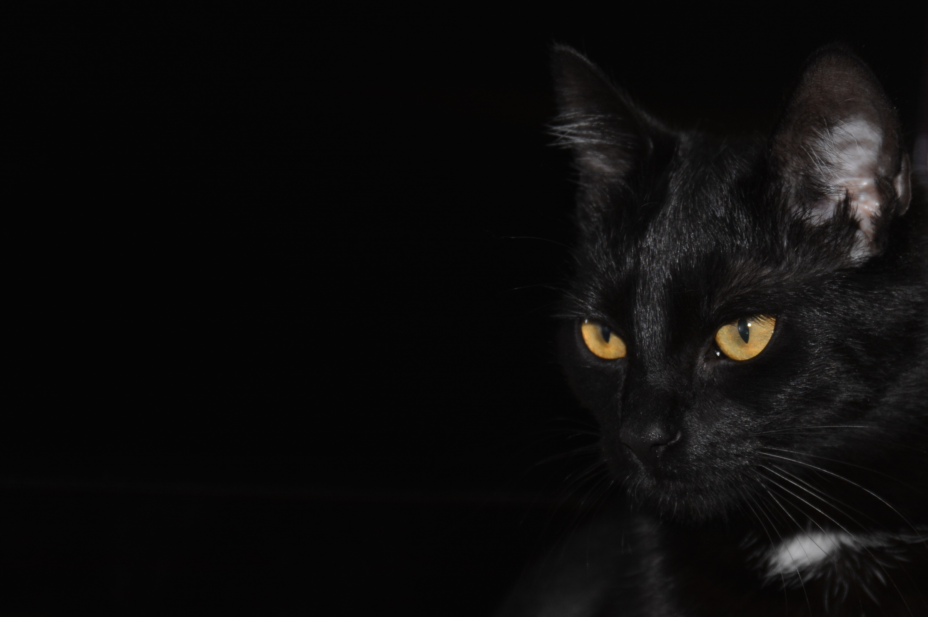 domestic animals, dark, studio shot, looking cat, yellow eyes, no people, golden eyes, eyes, copy space, black cat, close, black background, close-up, animal themes, HD Wallpaper