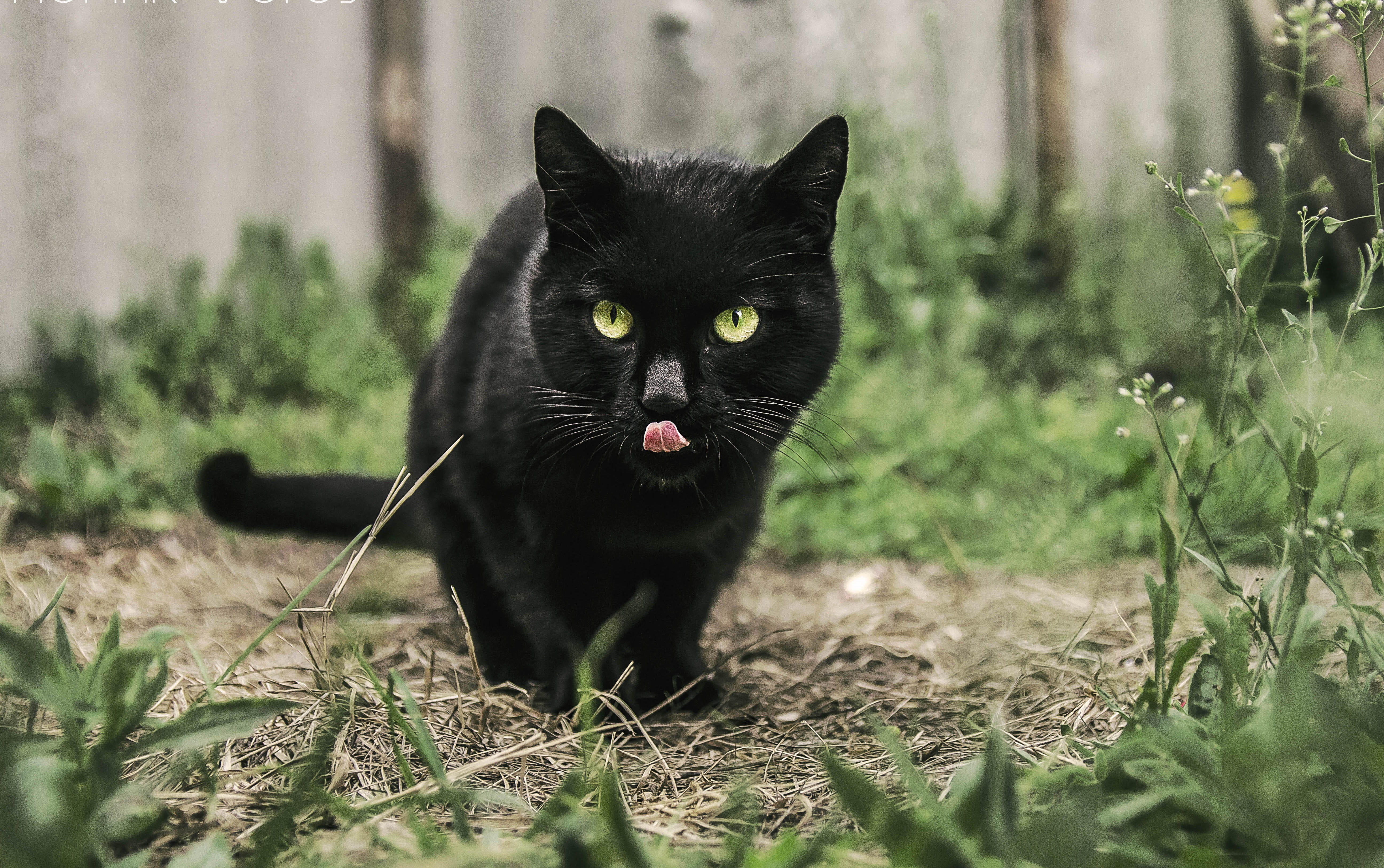 looking at camera, hunter, black color, yellow eyes, kitten, natural, small, domestic cat, park, daytime, nature, wild, domestic, animal eye, pet, wildlife, HD Wallpaper