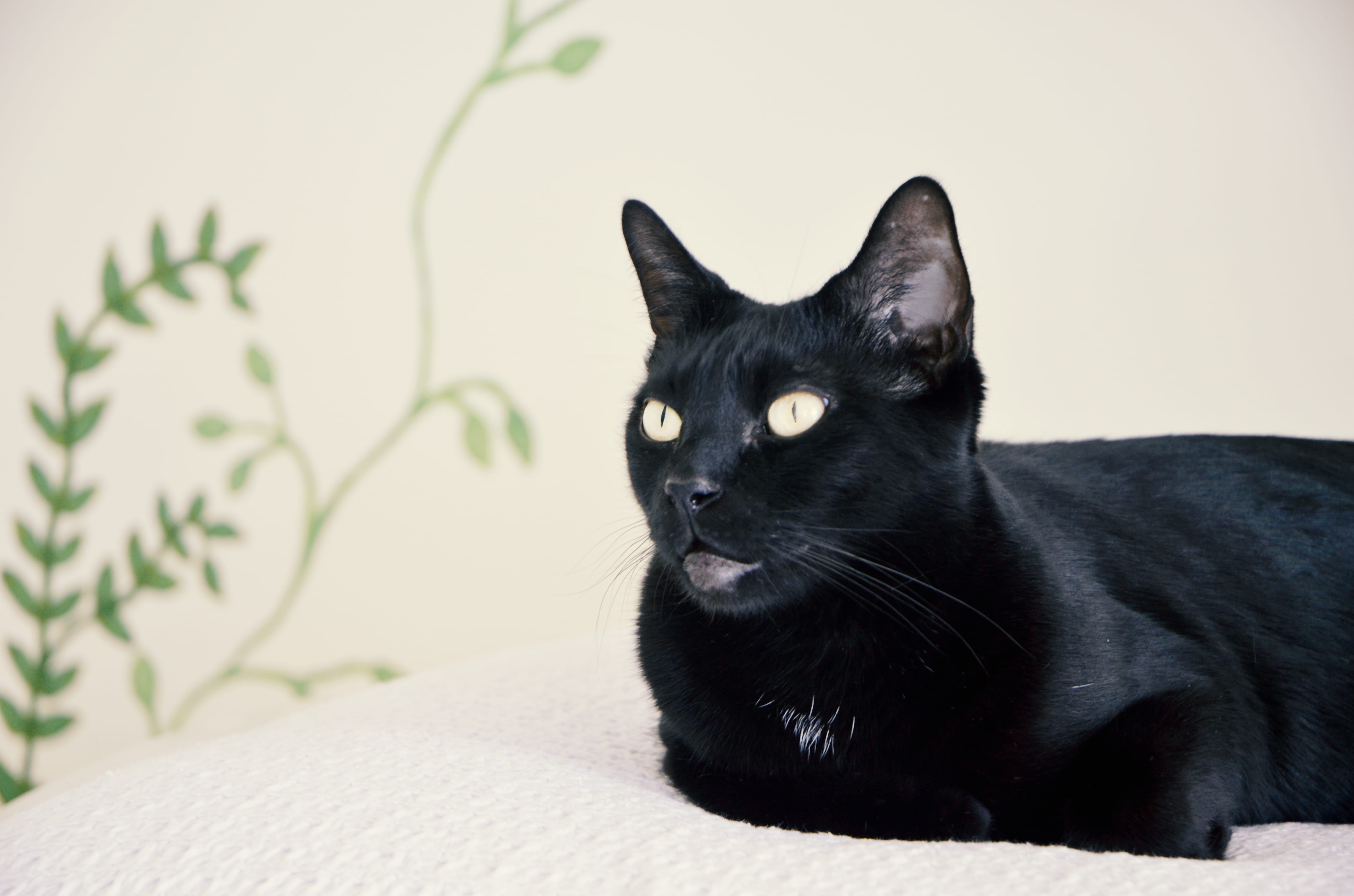pets, coconut creek, black cat, no people, indoors, 4K, feline, domestic animals, one animal, bed, furniture, whisker, united states, animal, gold eyes, HD Wallpaper