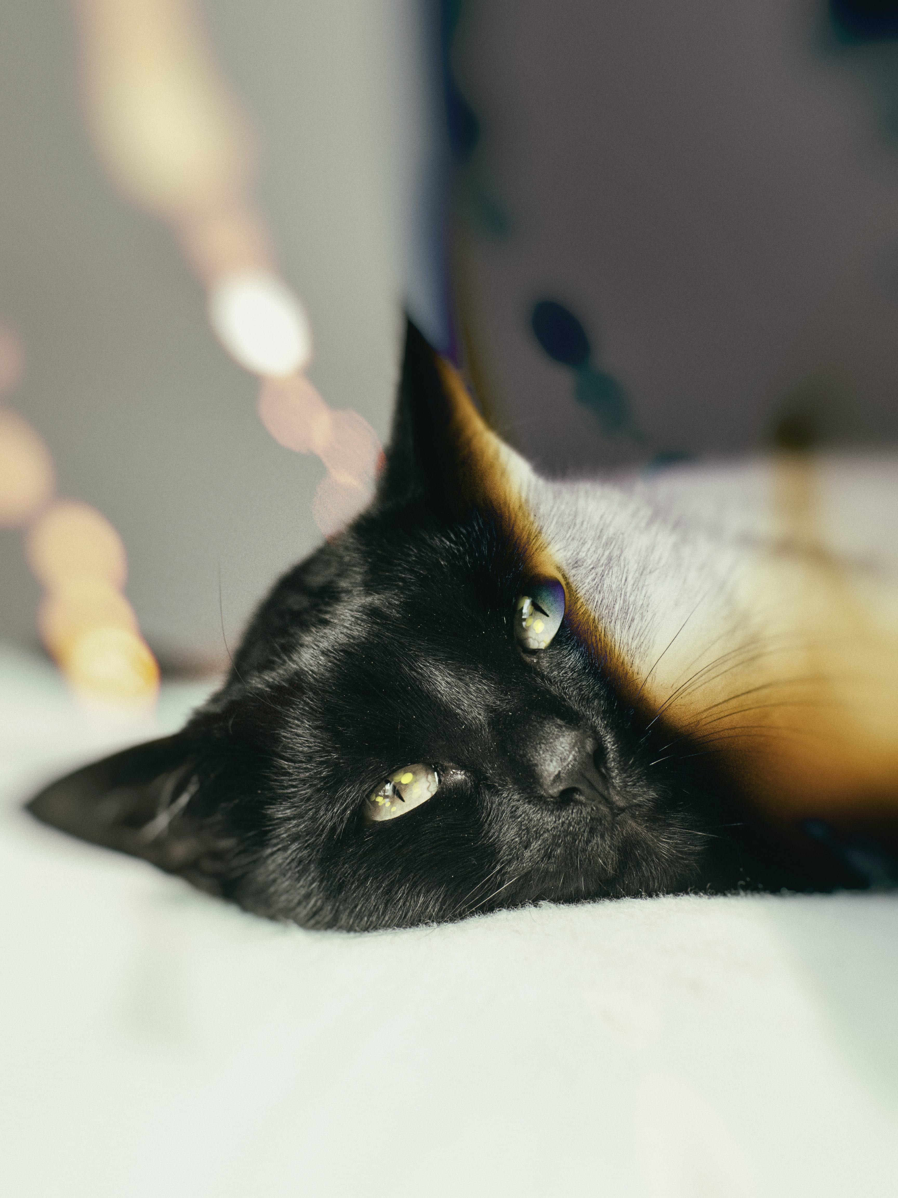 one animal, cat, animal head, lying, portrait, bed, pets, domestic cat, 4K, relaxation, bombay, short, looking at camera, indoors, close-up, coated, animal themes, Phone HD Wallpaper