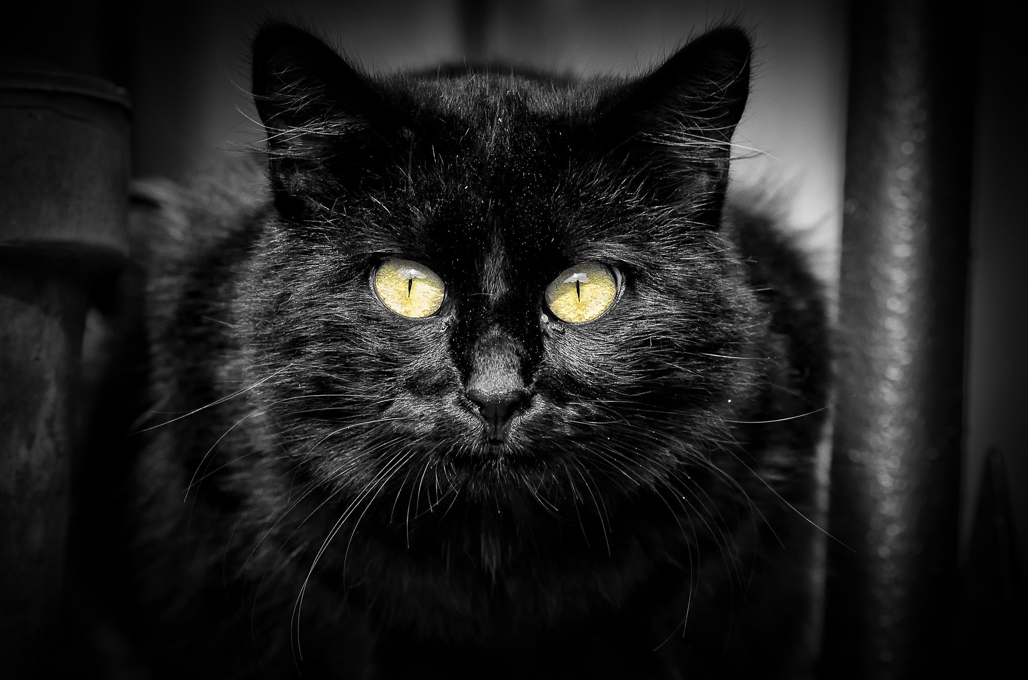 1080P, look, bombay, cat, portrait, black, HD Wallpaper