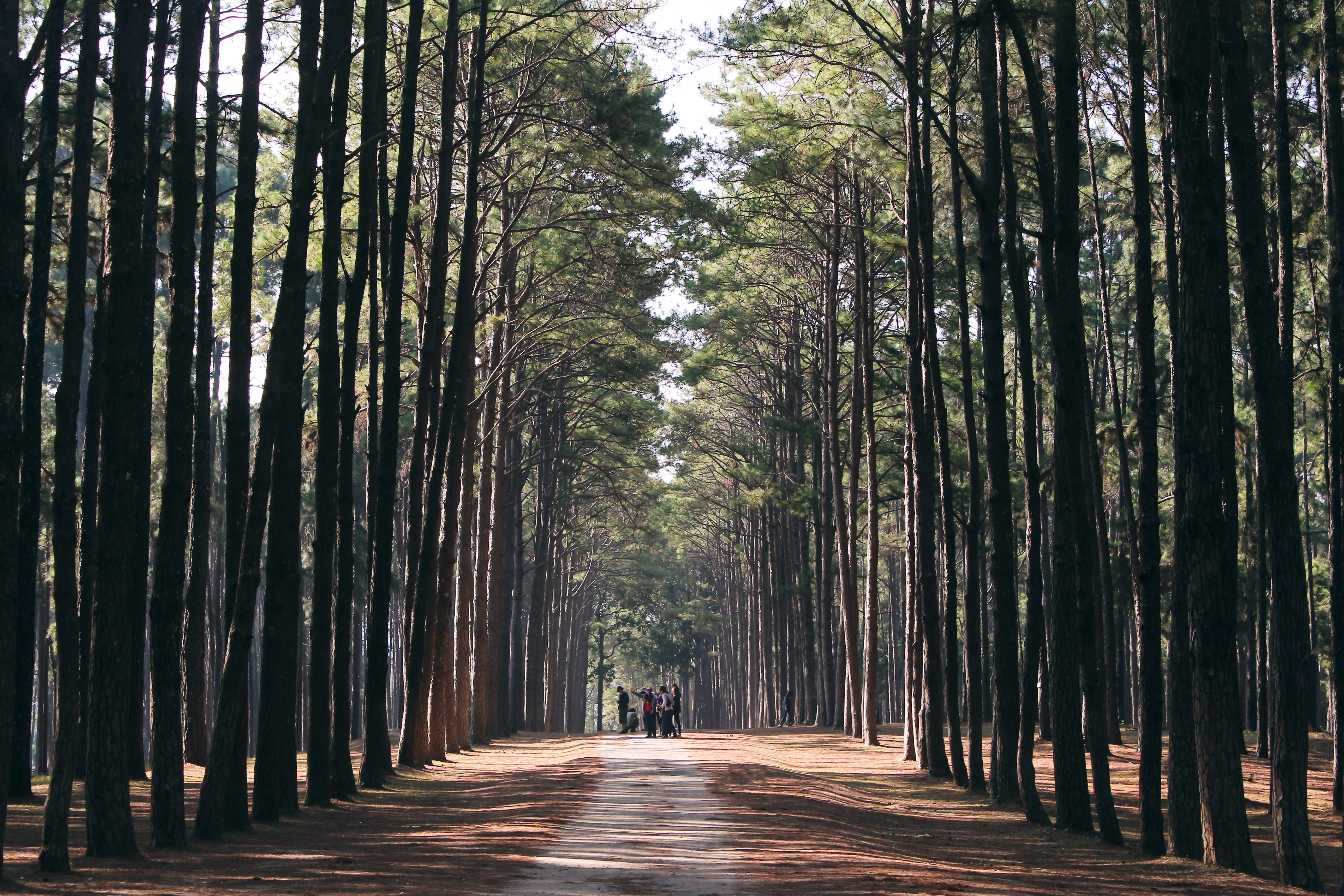 real people, tall, vintage, trunk, plant, land, diminishing perspective, shadow, foliage, tranquil, sunlight, green, sunshine, tree trunk, pine, lifestyles, HD Wallpaper