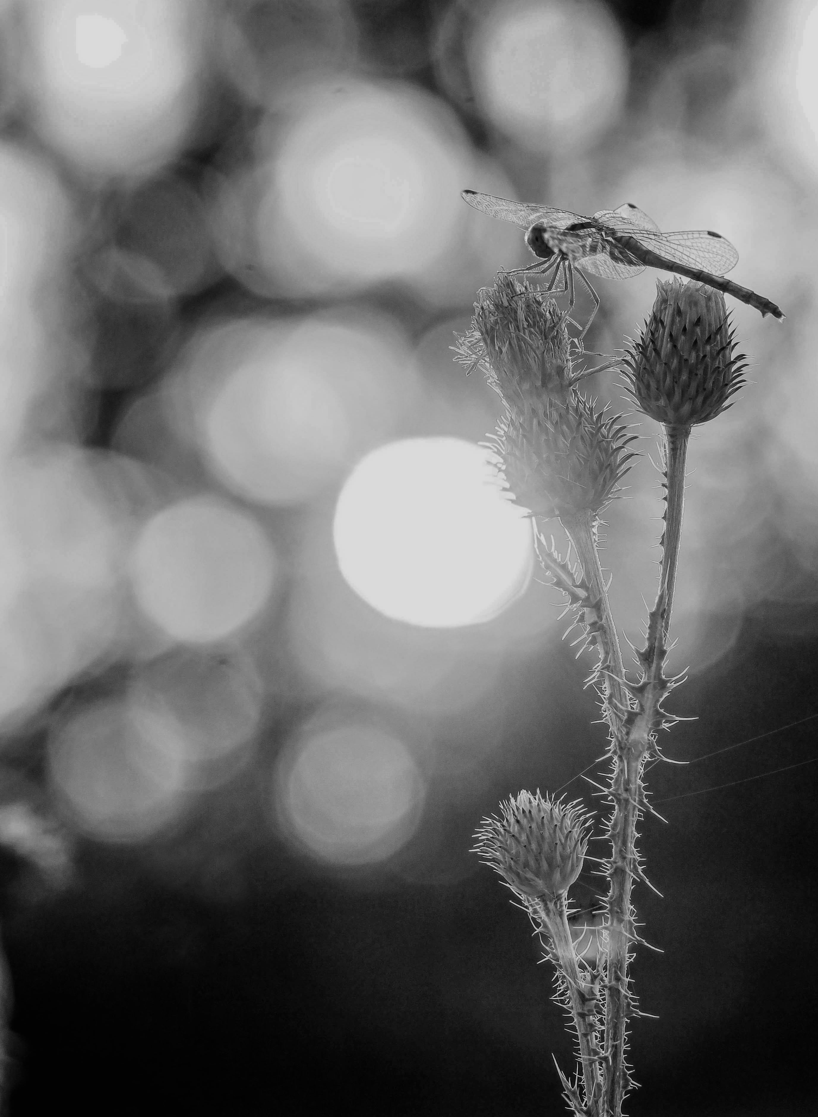 park, meadow, sunrise, scenery, floral, rural, sky, grass, forest, dawn, fragility, focus on foreground, wilted plant, twig, close-up, sun, tranquil, spring, Phone HD Wallpaper