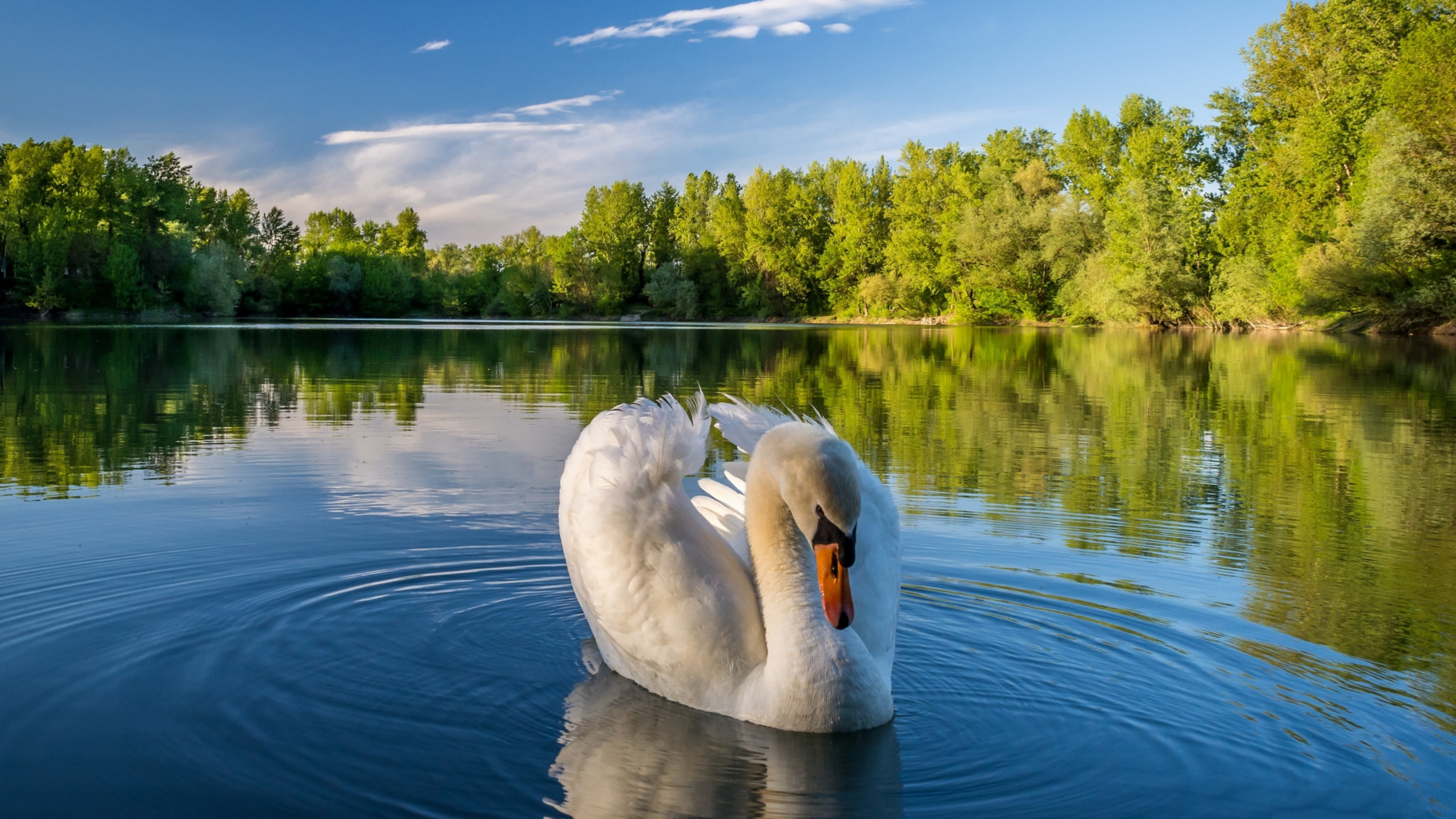 4K, blue sky, reflection, bird, landscape, river, swan, water bird, nature, HD Wallpaper