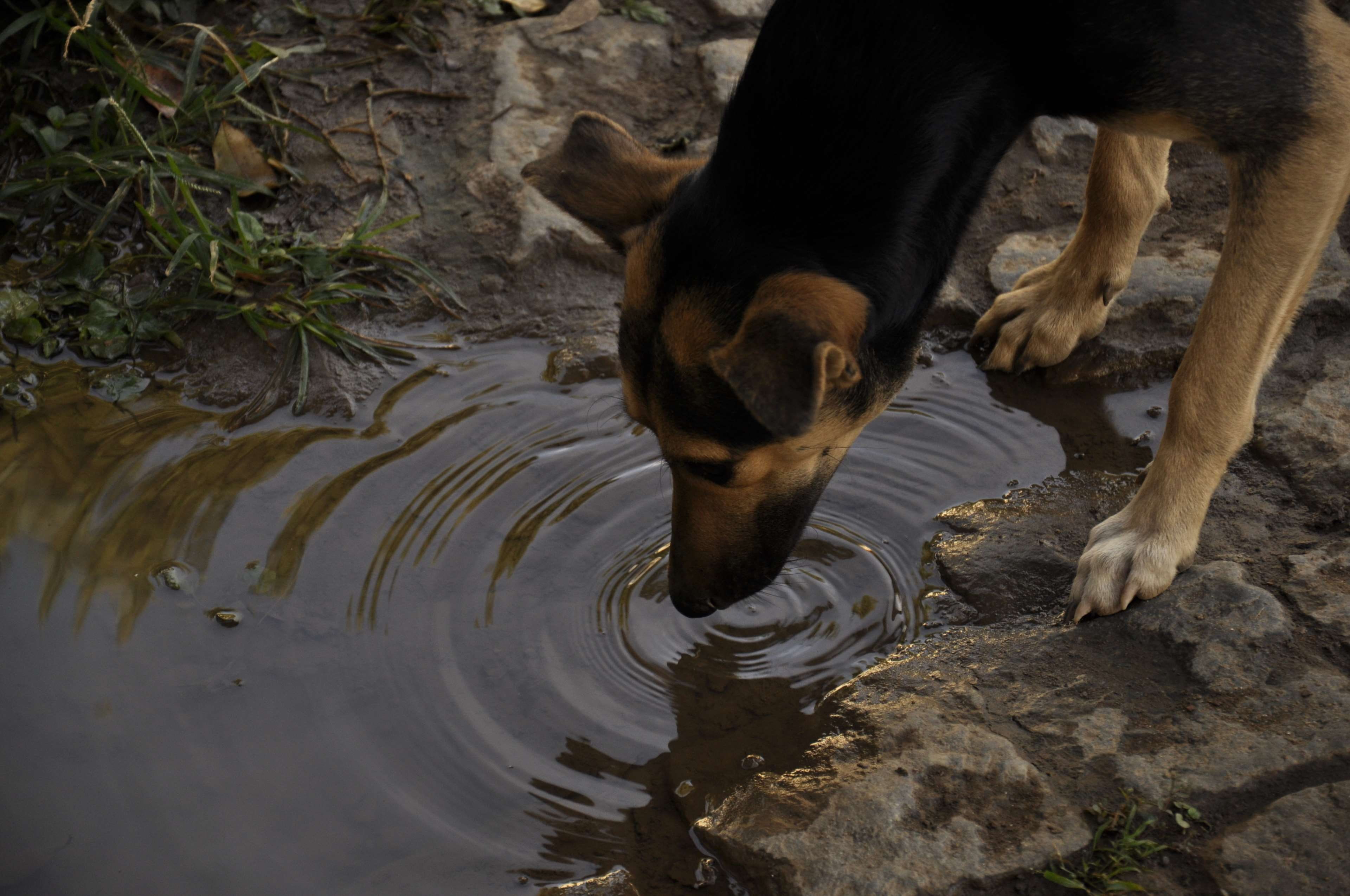 no people, cidade, 4K, day, city, house, vale do jequitinhonha, dog, animal themes, rio, herbivorous, streat, pets, river, one animal, edificio, calle, HD Wallpaper