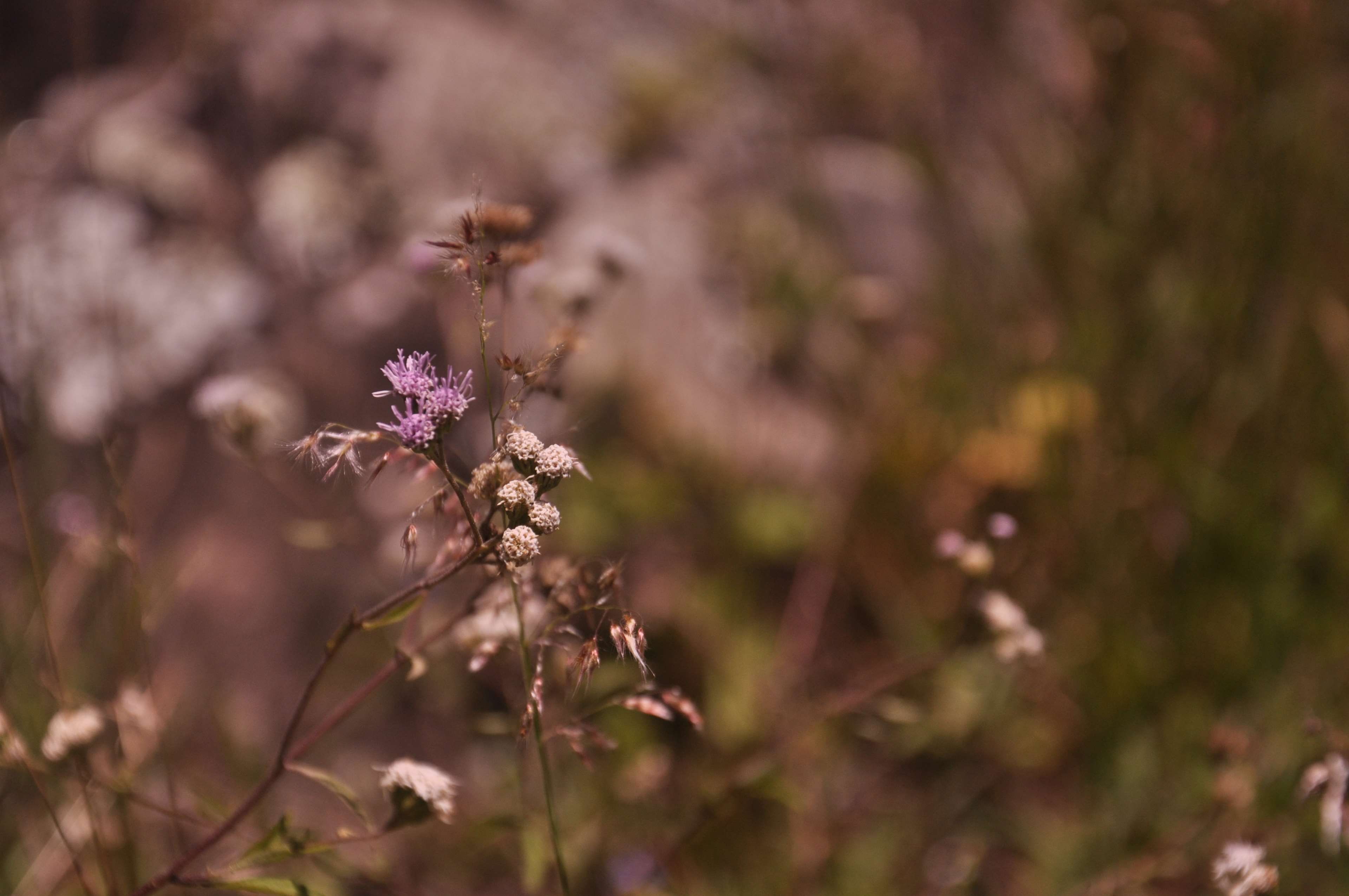 ciudad, river, minas gerais, house, cherry blossom, jequitinhonha, no people, selective focus, inflorescence, vulnerability, sempre viva, growth, outdoors, HD Wallpaper