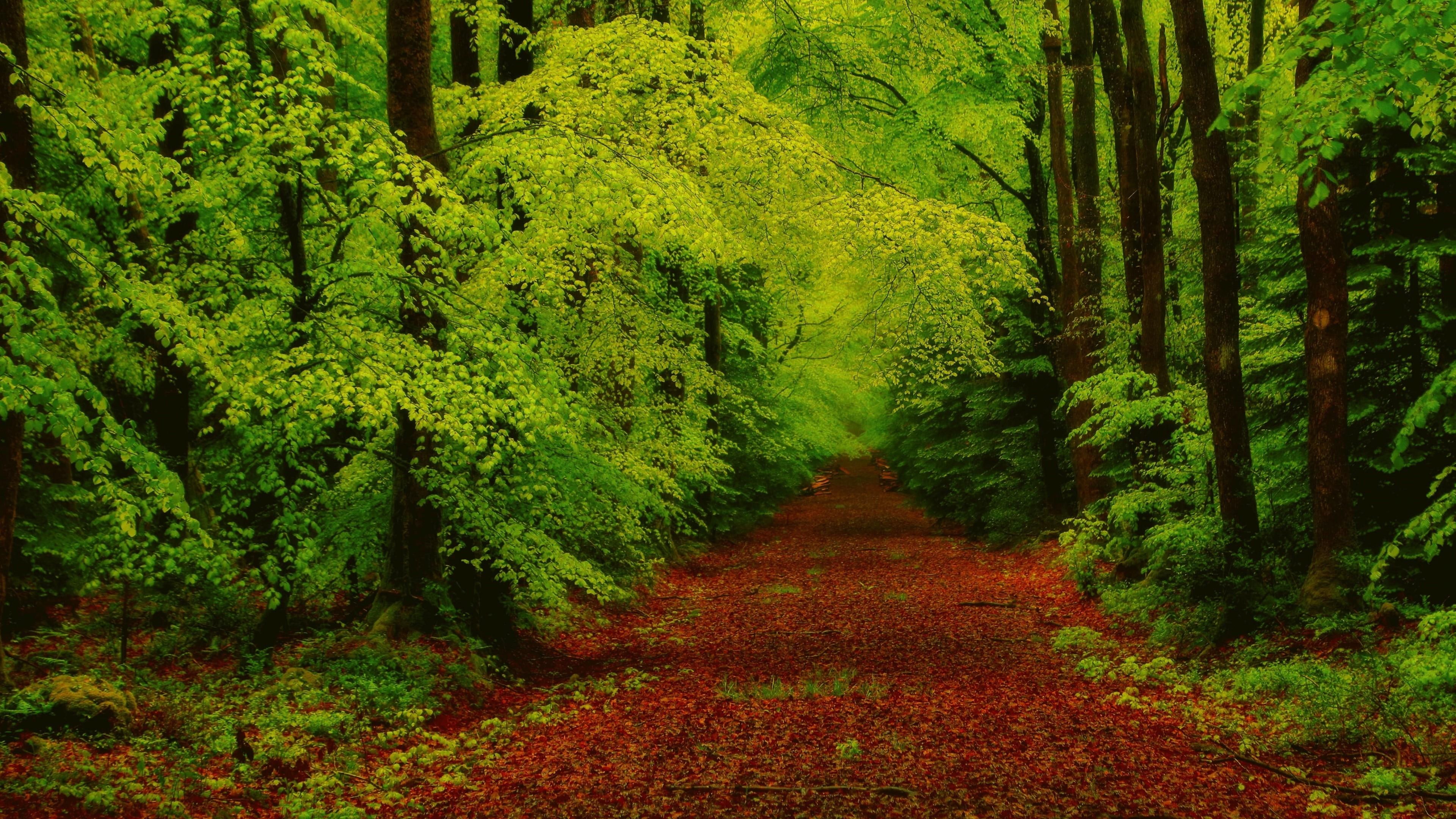 4K, way, trees, path, green, forest, HD Wallpaper