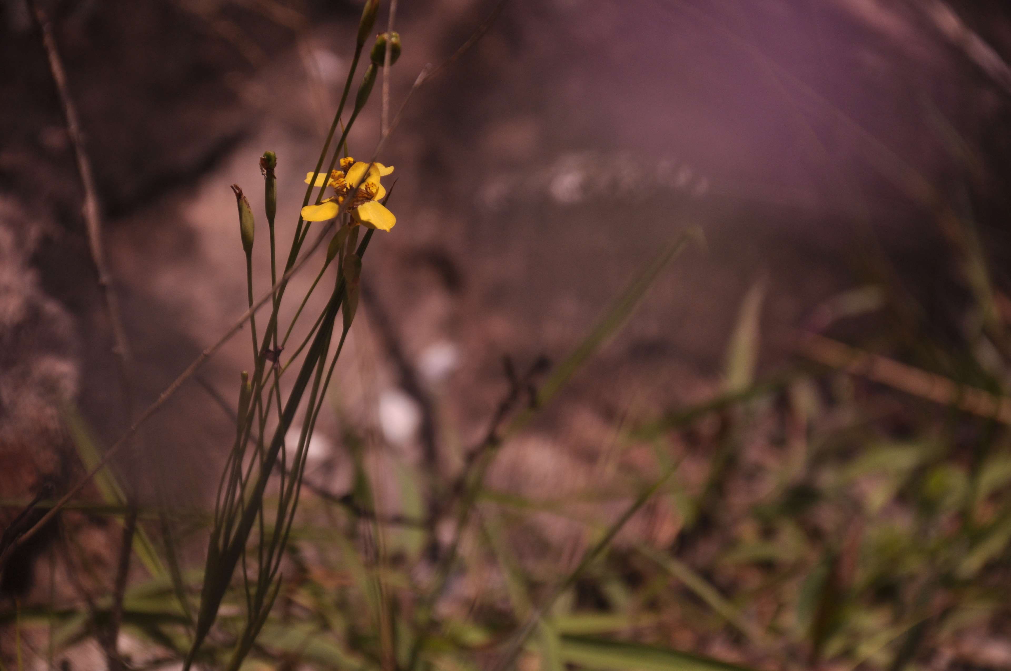freshness, minas gerais, focus on foreground, house, no people, vulnerability, brasil, rio, vale do jequitinhonha, flower, nature, growth, casa, flower head, HD Wallpaper