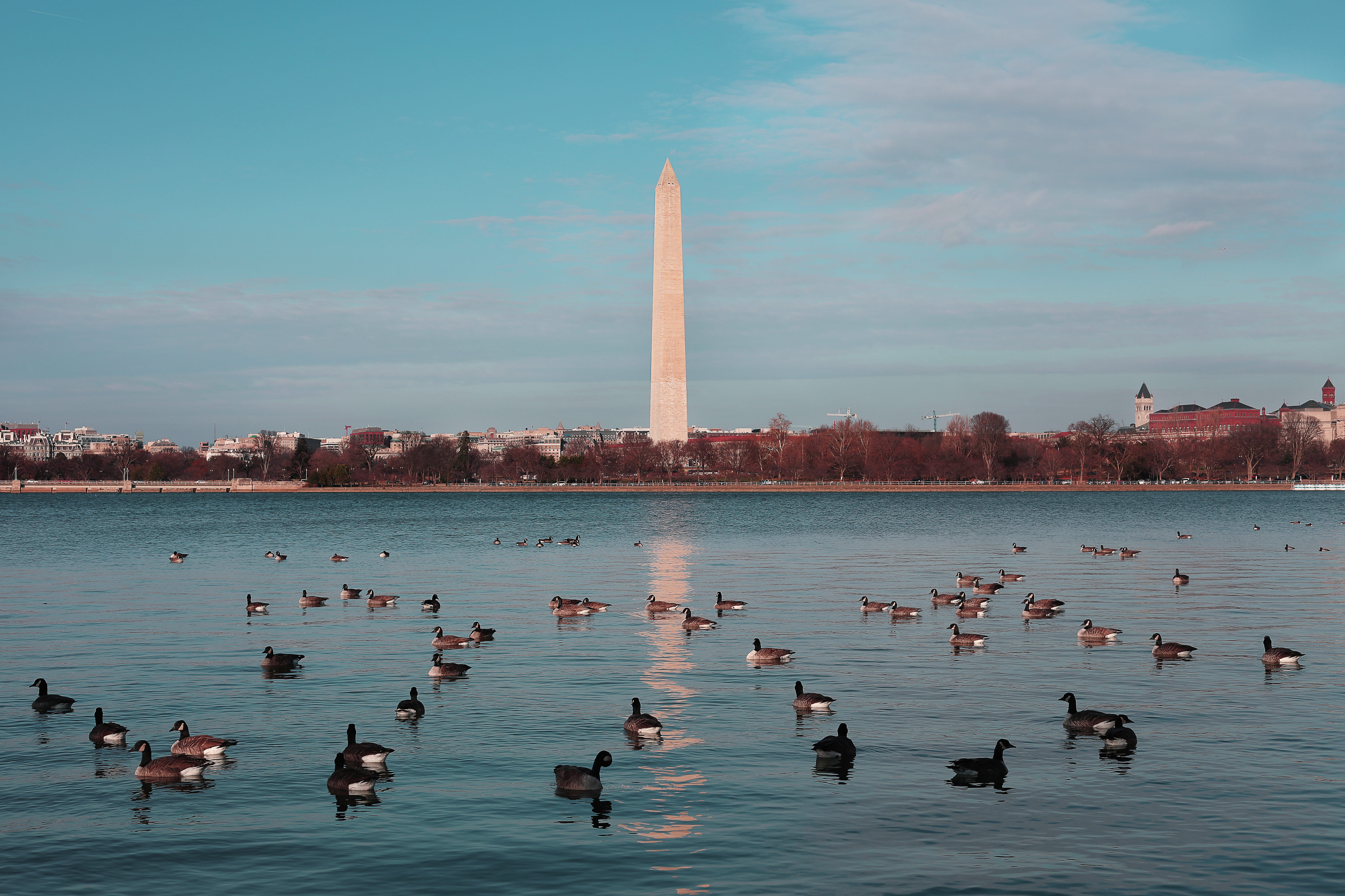 cloud - sky, waterfowls, leisure, no people, group of animals, weather, ducks, famous landmark, daylight, monument, animals in the wild, trees, tourism, HD Wallpaper
