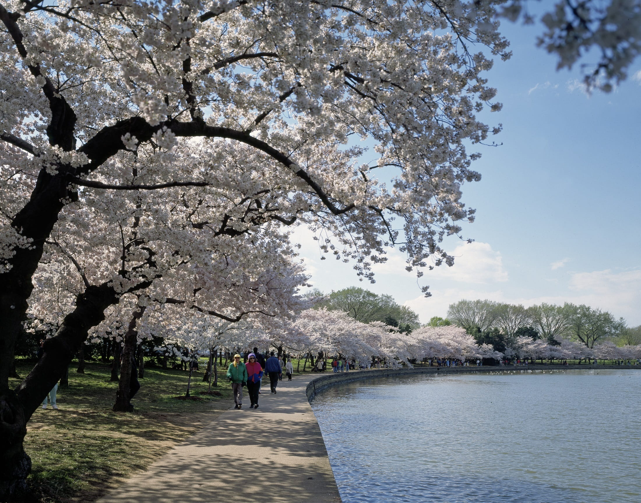 japanese, cherry tree, plant, ornamental, footpath, women, tidal basin, tree, flowers, cherry trees, nature, walking, blooming, spring, real people, petals, HD Wallpaper
