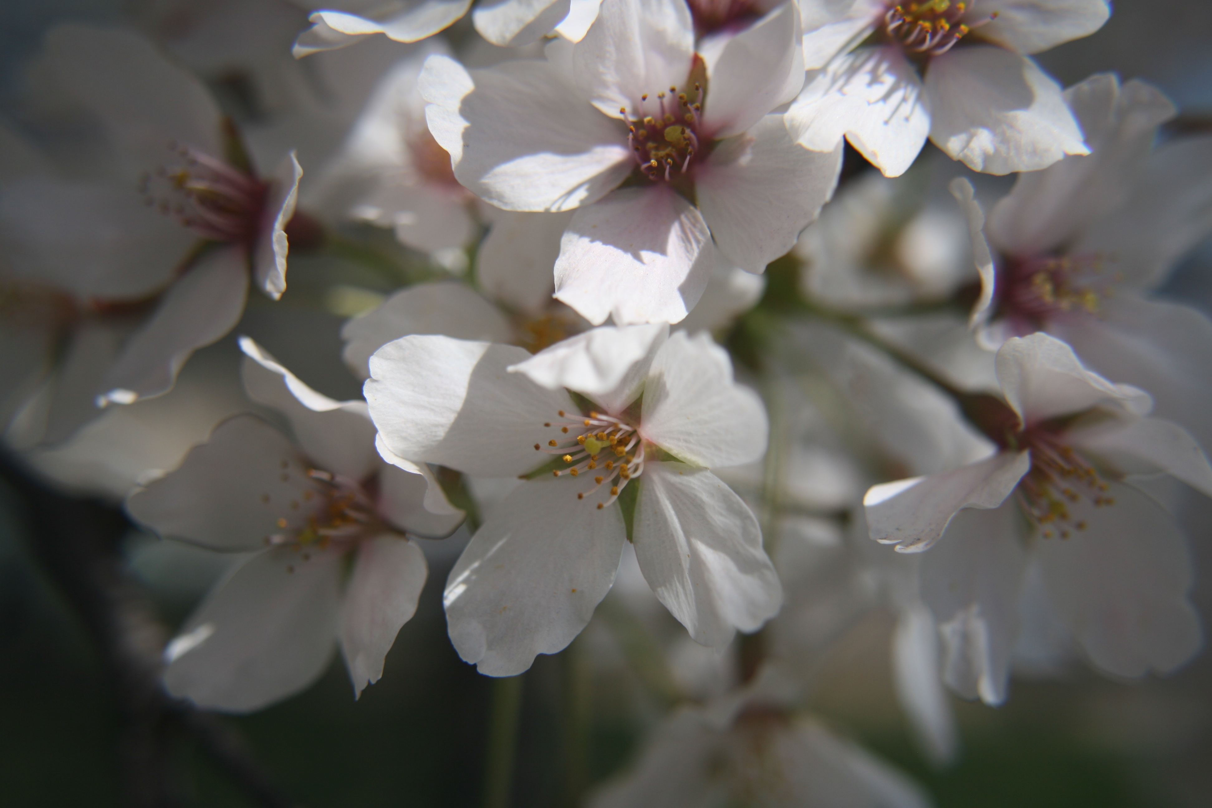 4K, inflorescence, petal, white color, cherry blossoms, plant, tidal basin, cherry blossom, springtime, growth, pollen, vulnerability, flower, fragility, HD Wallpaper